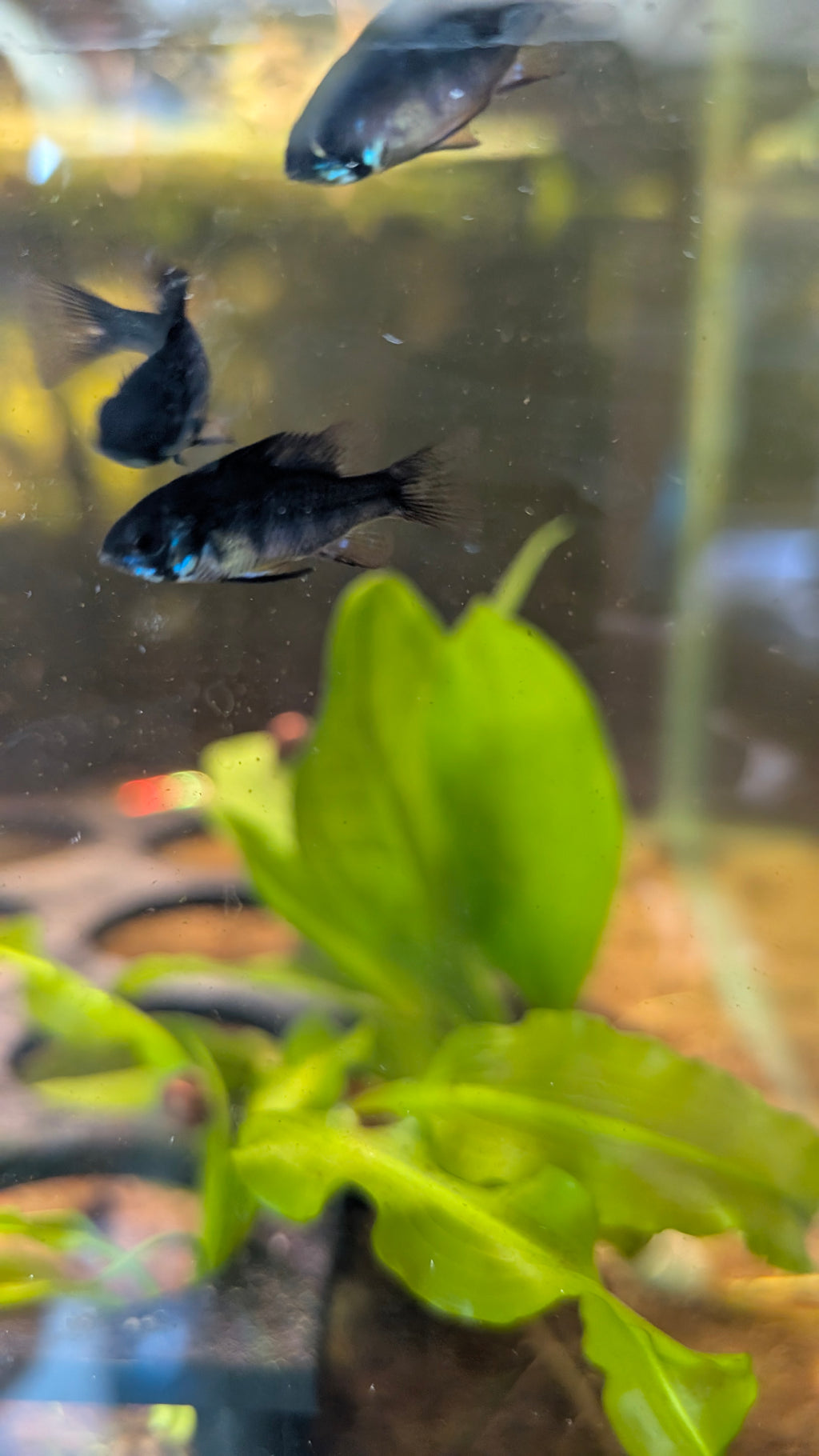 Black German Ram
