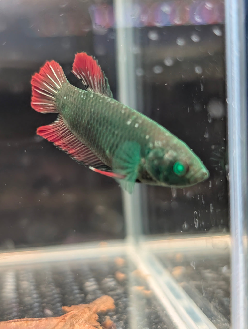 Plakat Avatar Red and Green Hulk Betta Female F0001