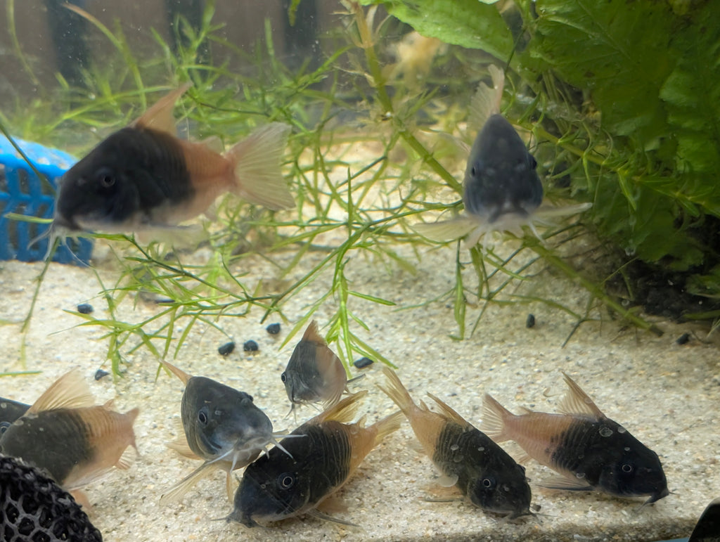CW217 Corydoras