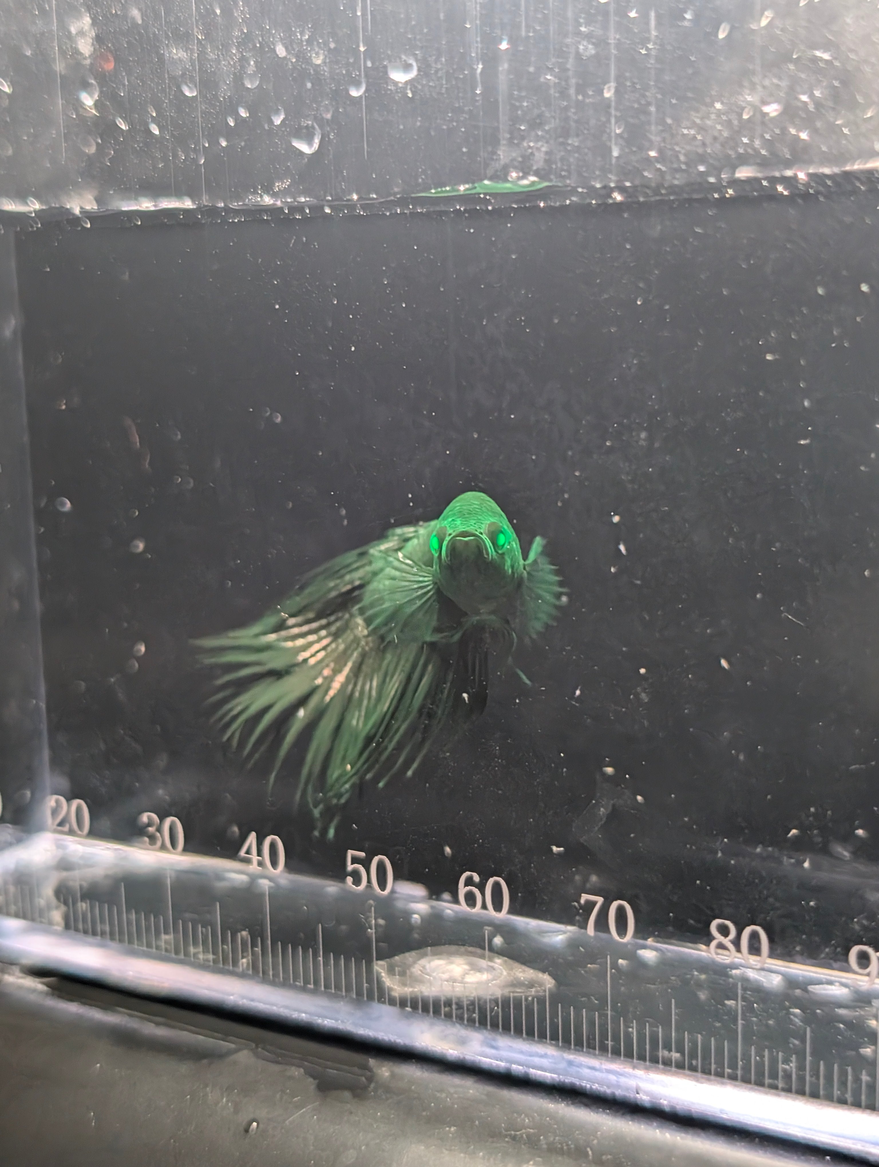 Crown Tail Green Hulk Betta Male M0007