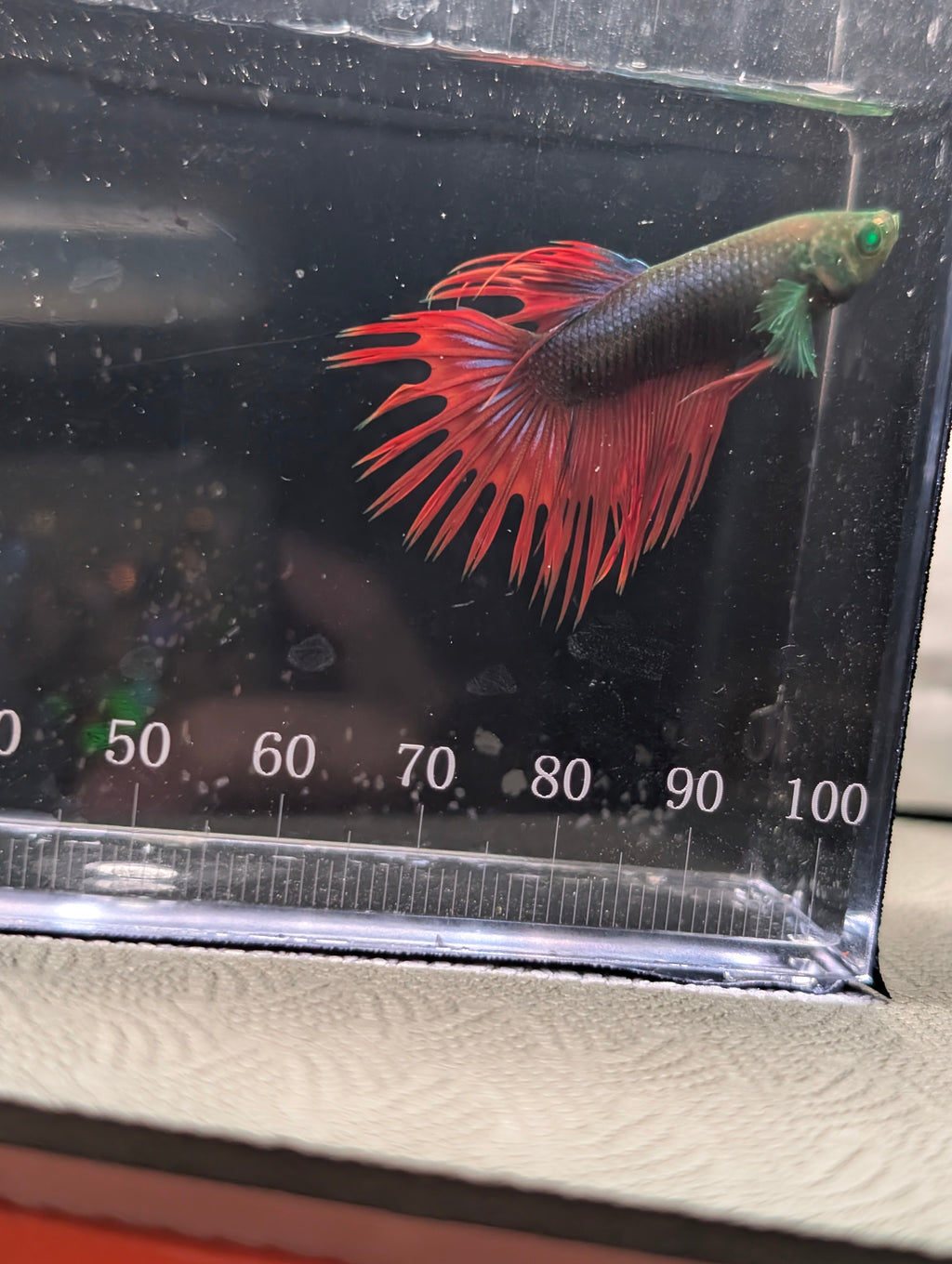 Crown Tail Red and Green Hulk Betta Male M0010