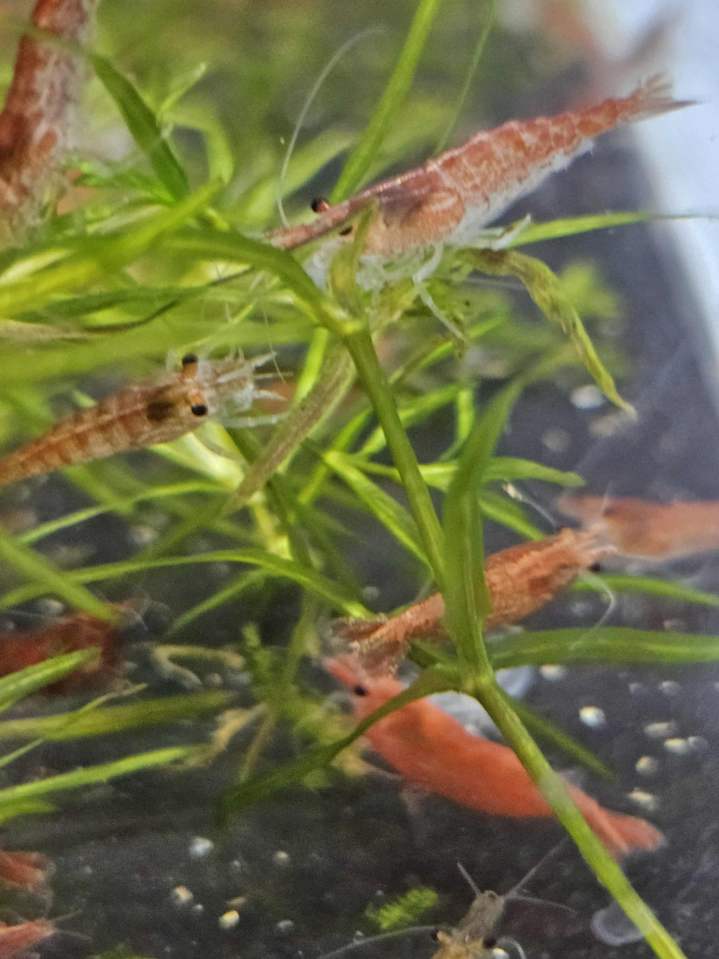 Skittles Mix (Culls)