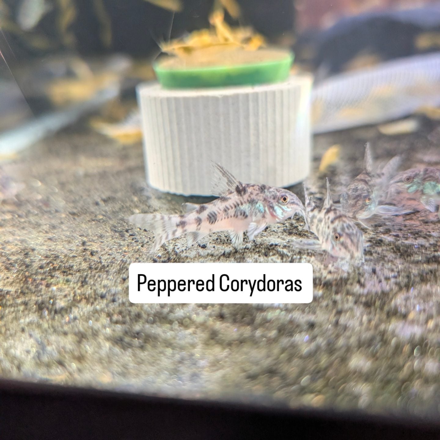 Peppered Corydoras