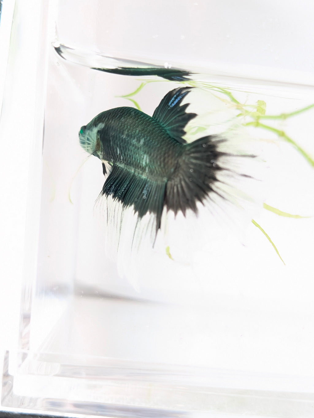Halfmoon Green / Blue / Black Green Eyed Hulk Betta Male M0015