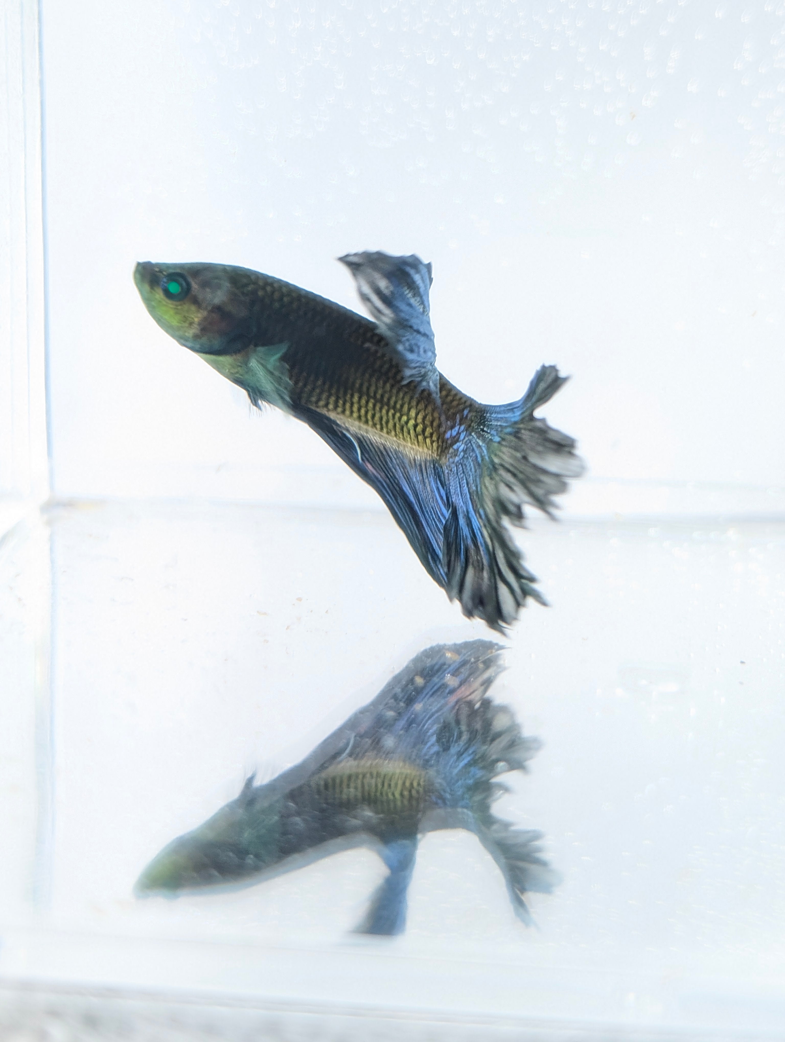 Halfmoon Green / Blue / Black Green Eyed Hulk Betta Male M0017
