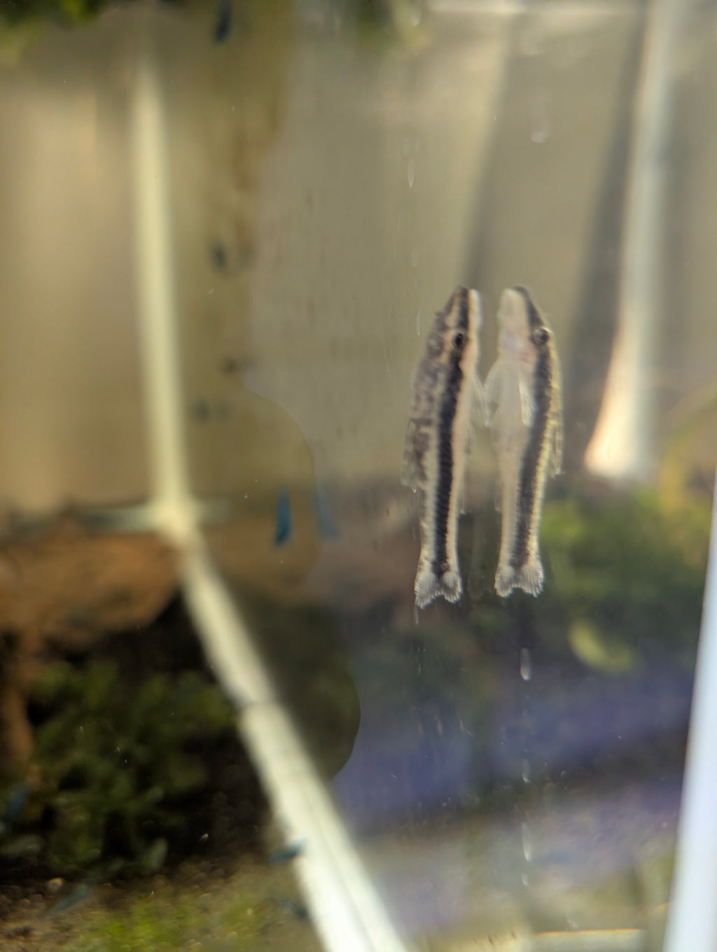 Otocinclus Affinis