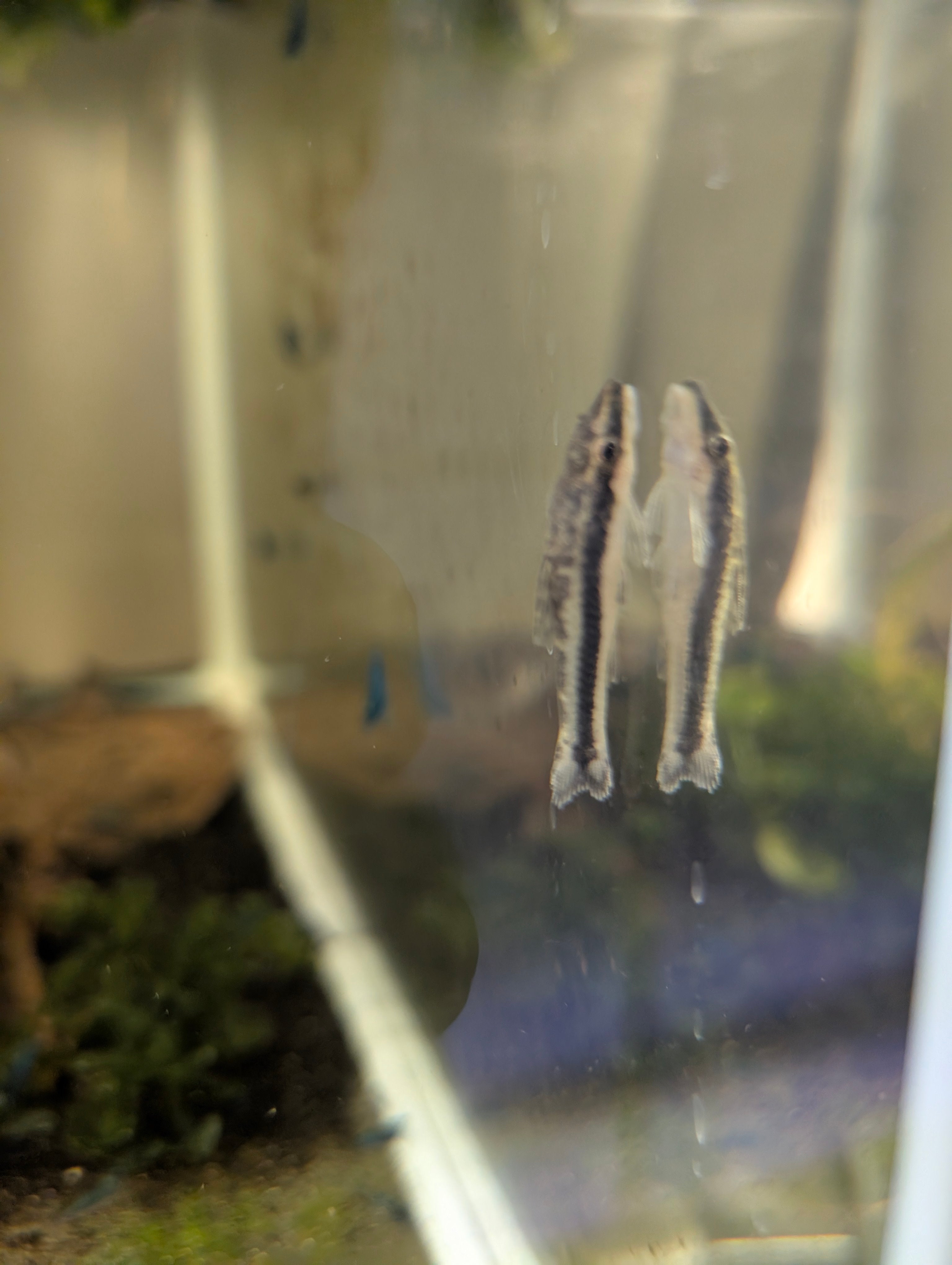 Otocinclus Affinis