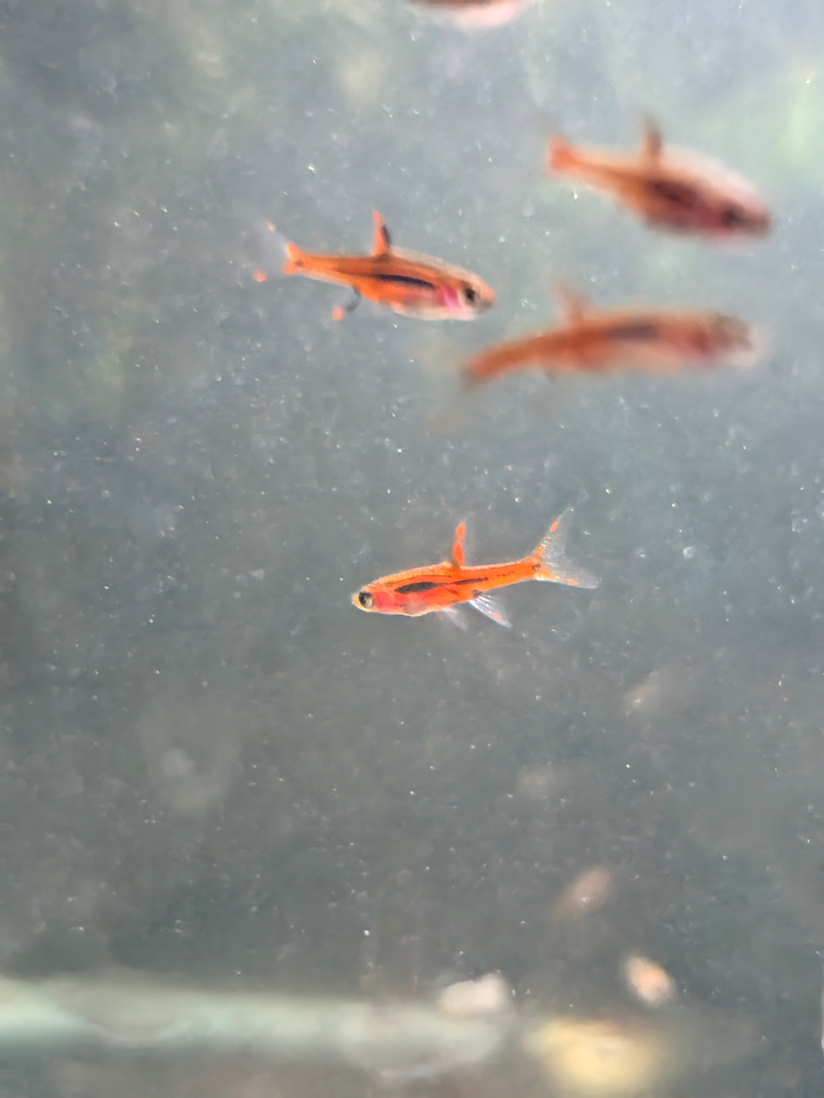 Chili Rasboras