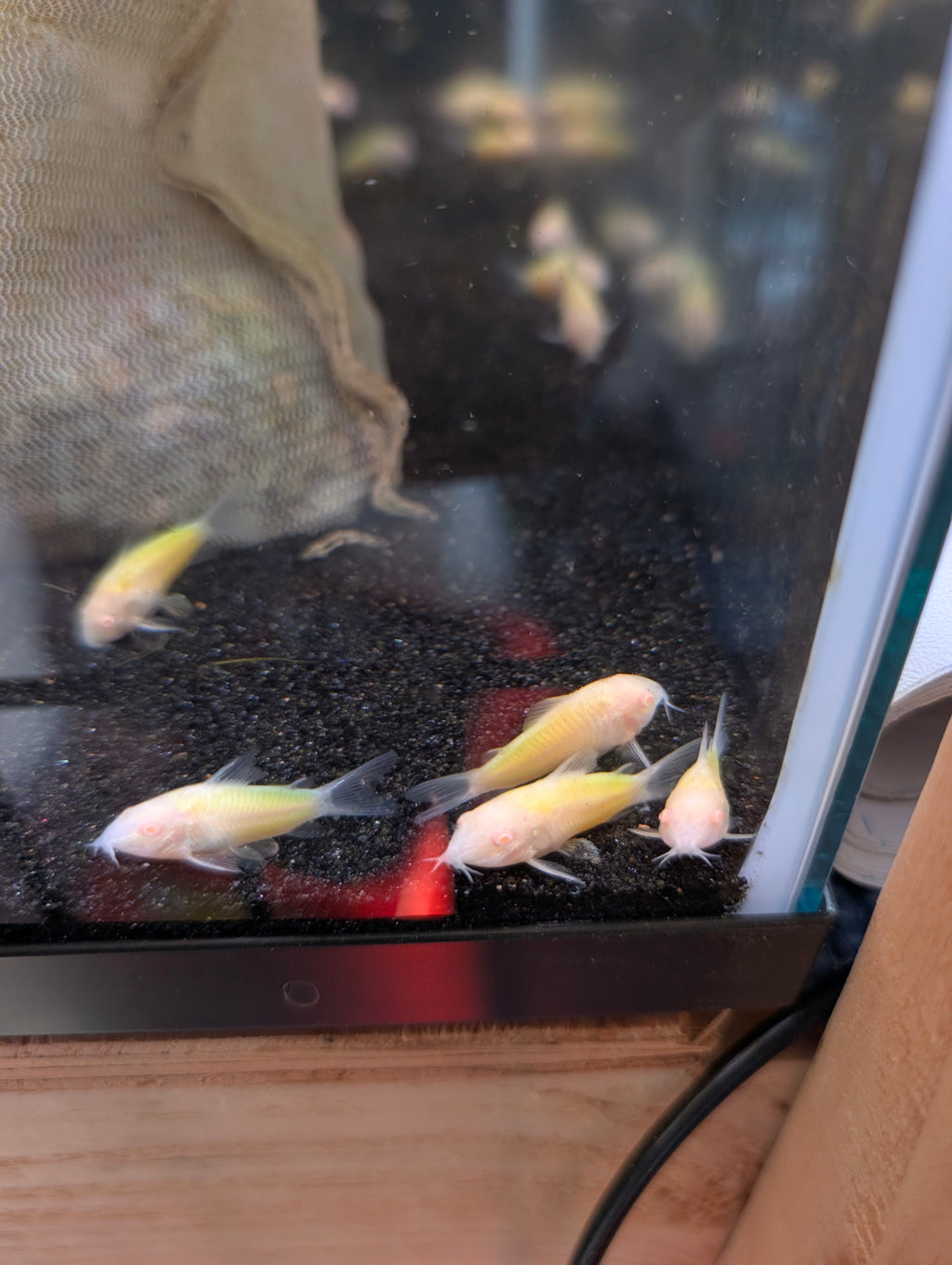 Albino Gold Laser Corydoras