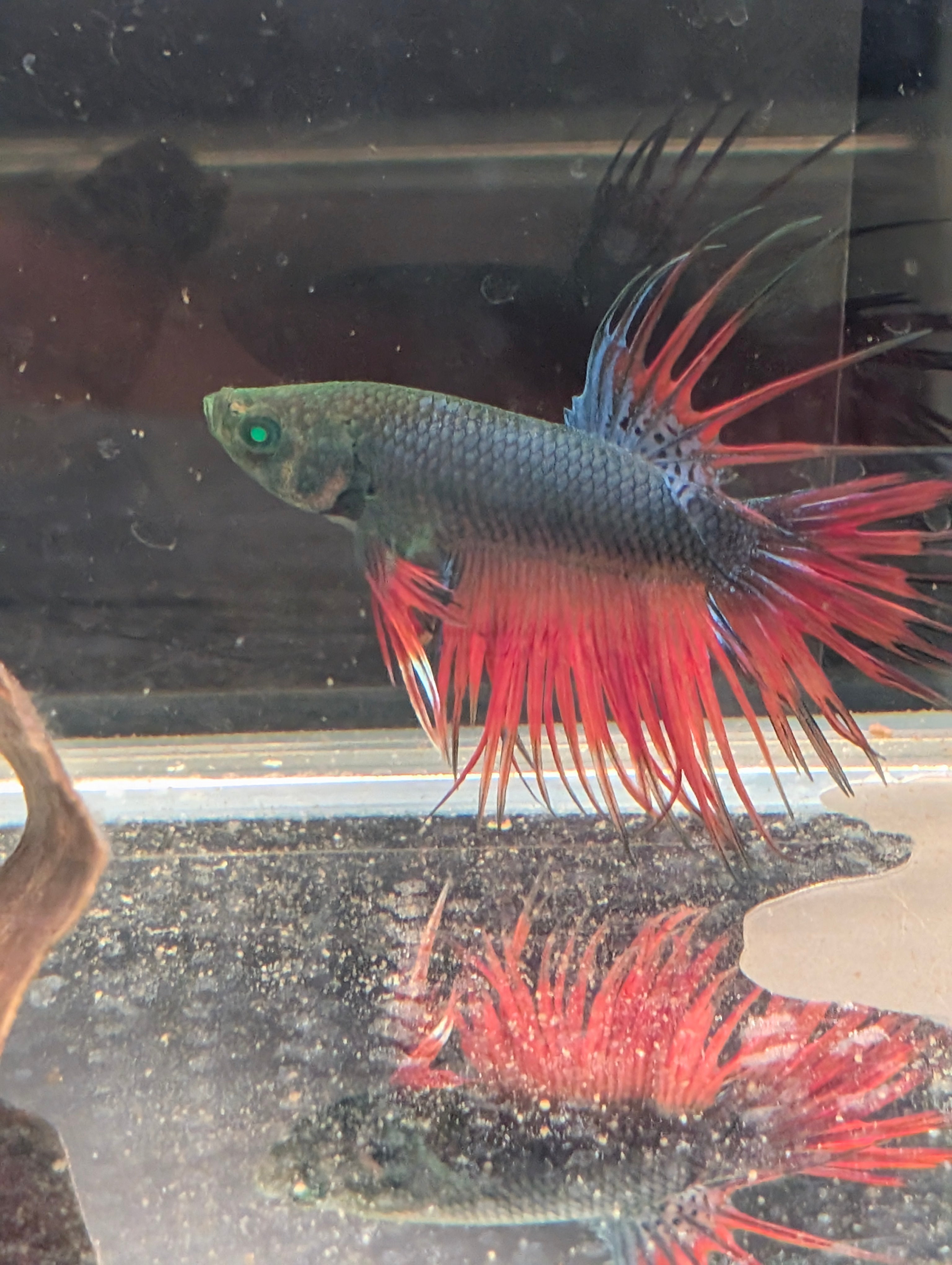 Crown Tail Red/Blue/Green Green Eyed Hulk Betta Male M0013