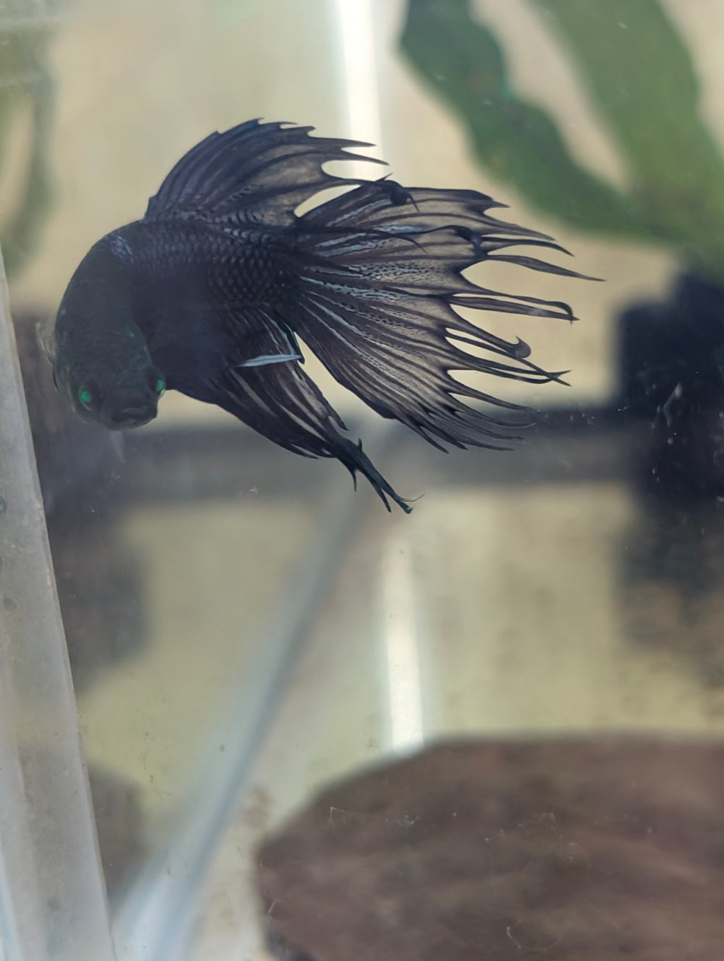 Crown Tail Green Hulk Betta Male M0005