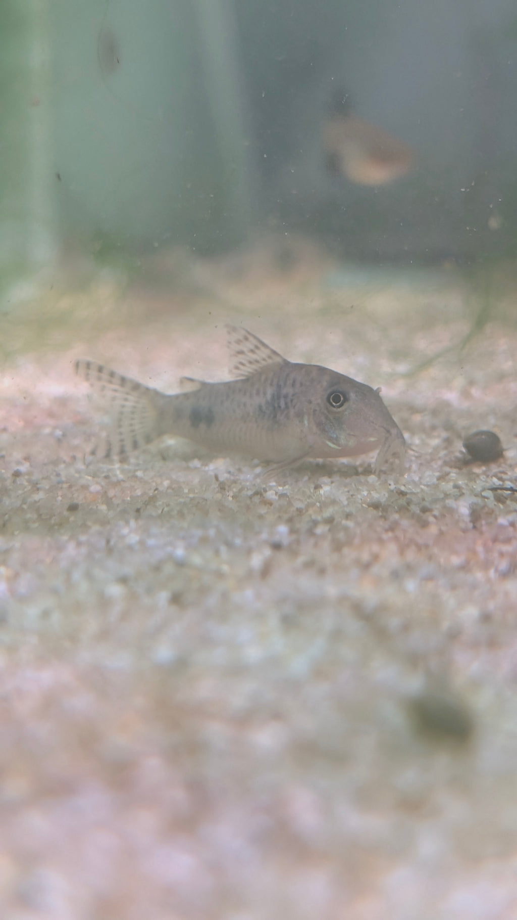 Hoplisoma Reynoldsi