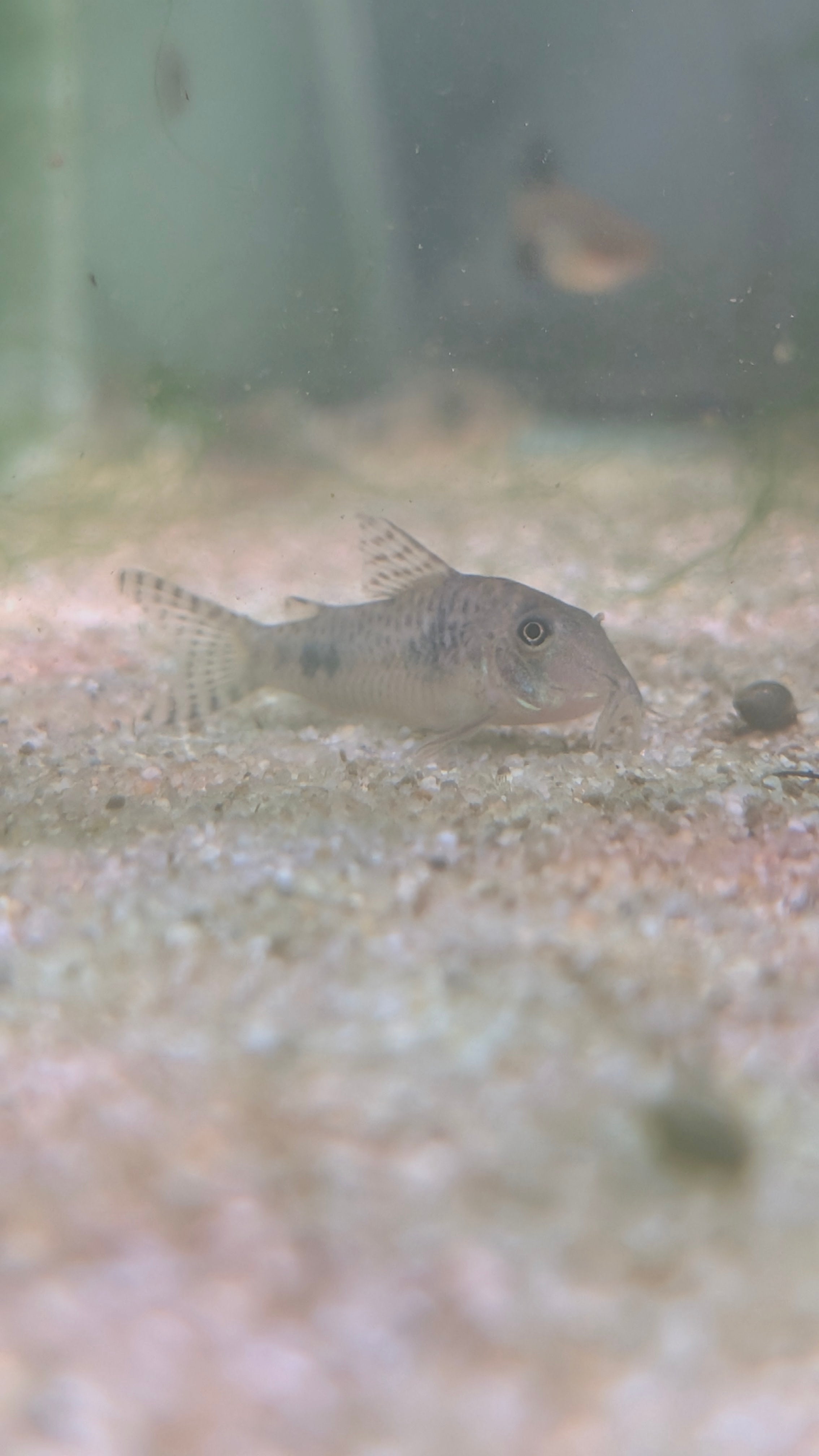 Hoplisoma Reynoldsi