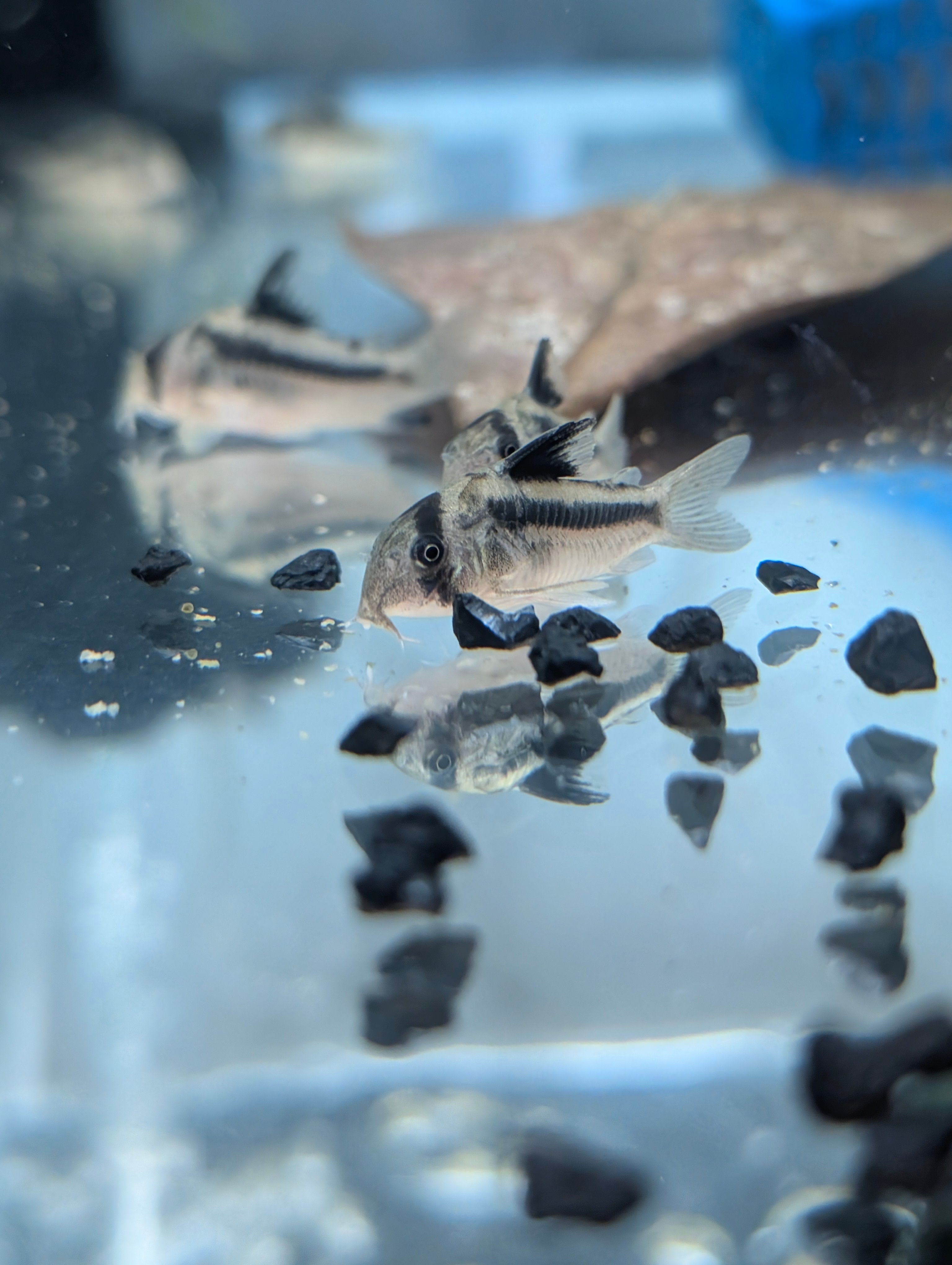 CW169 Corydoras (Hoplisoma sp. CW169)