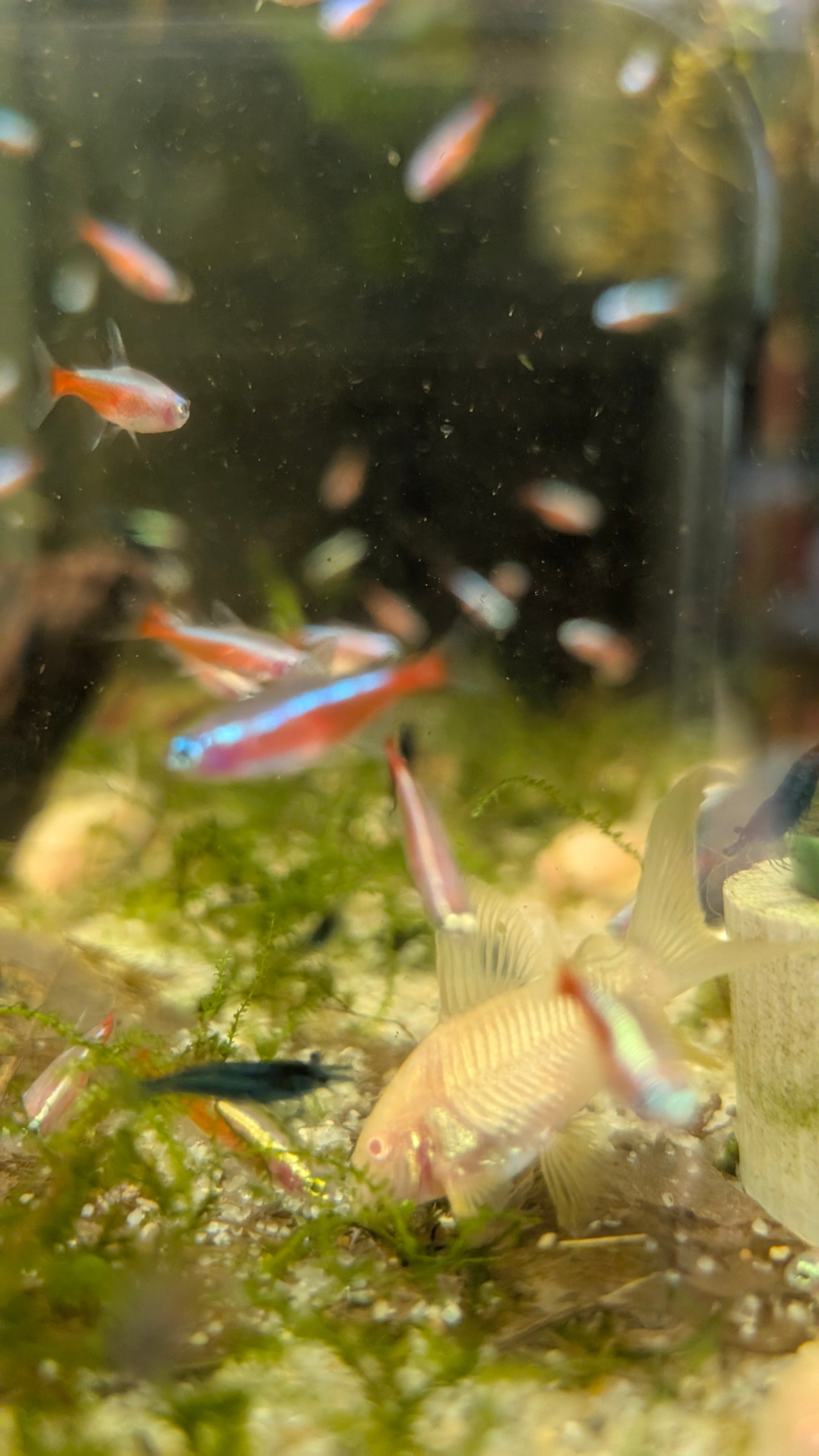 Albino Cardinal Tetra