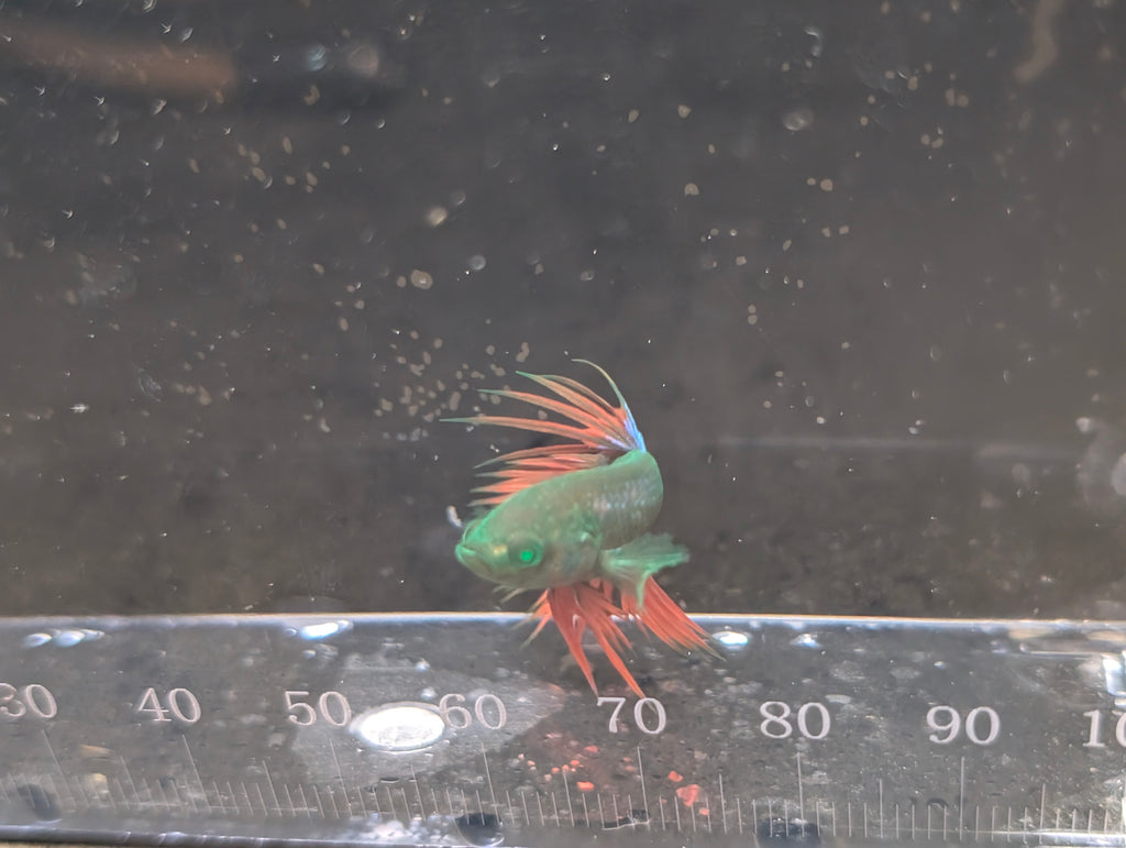 Crown Tail Red and Green Hulk Betta Male M0011