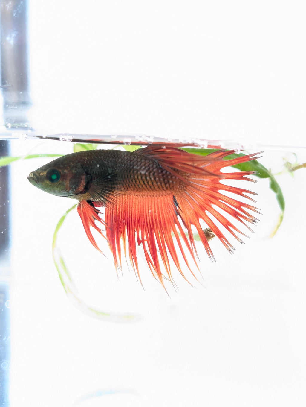 Crowntail Green / Red Green Eyed Hulk Betta Male M0018