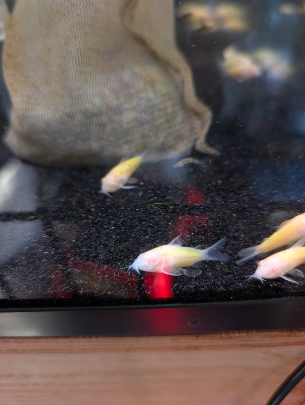 Albino Gold Laser Corydoras
