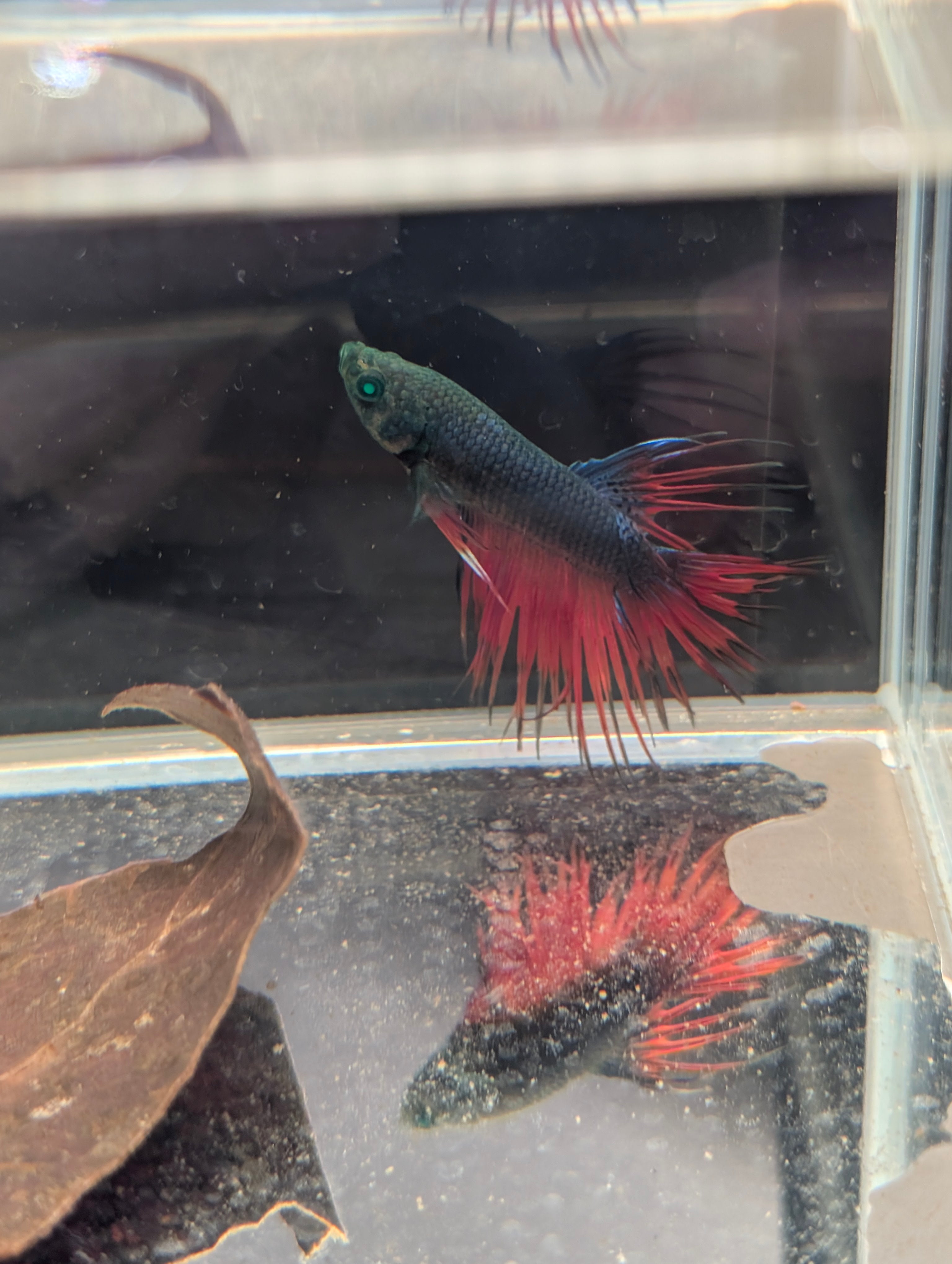 Crown Tail Red/Blue/Green Green Eyed Hulk Betta Male M0013