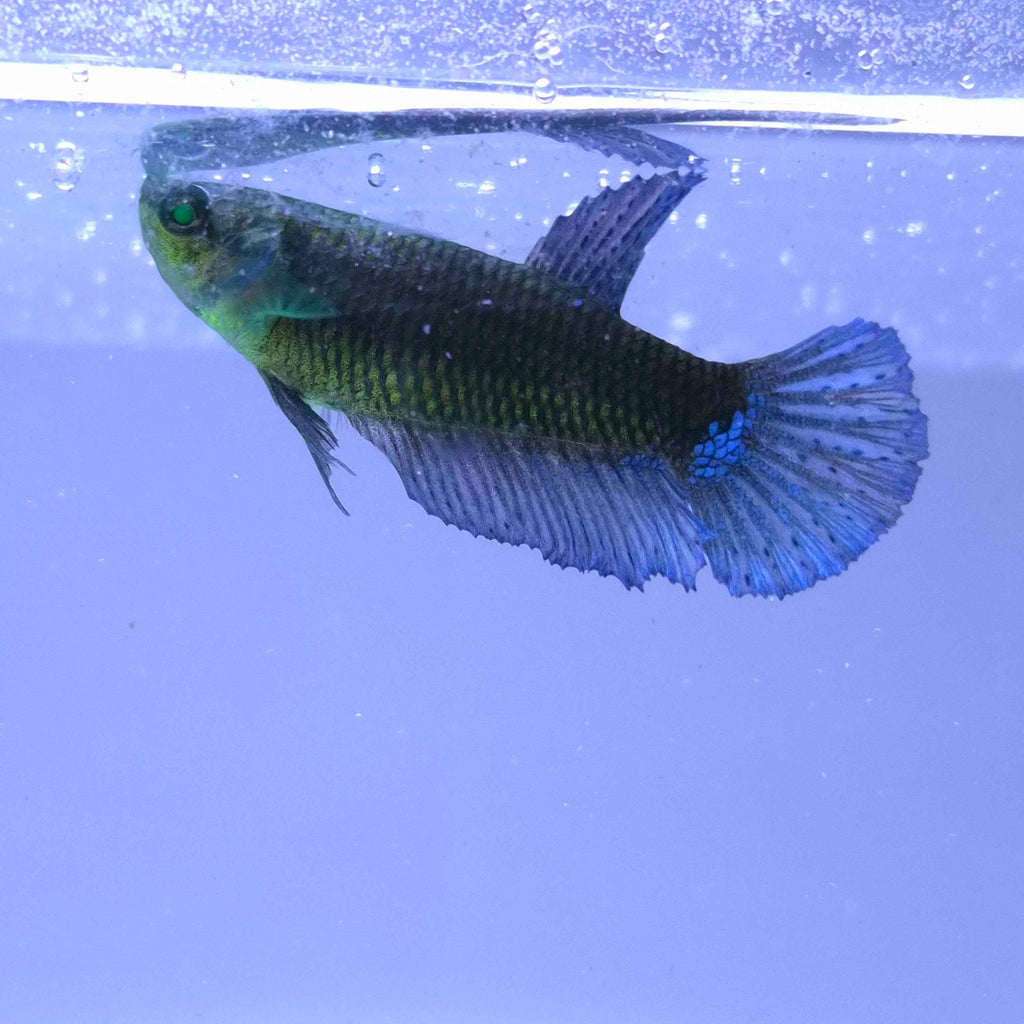 Plakat Green Eyed Hulk Betta Female F0016