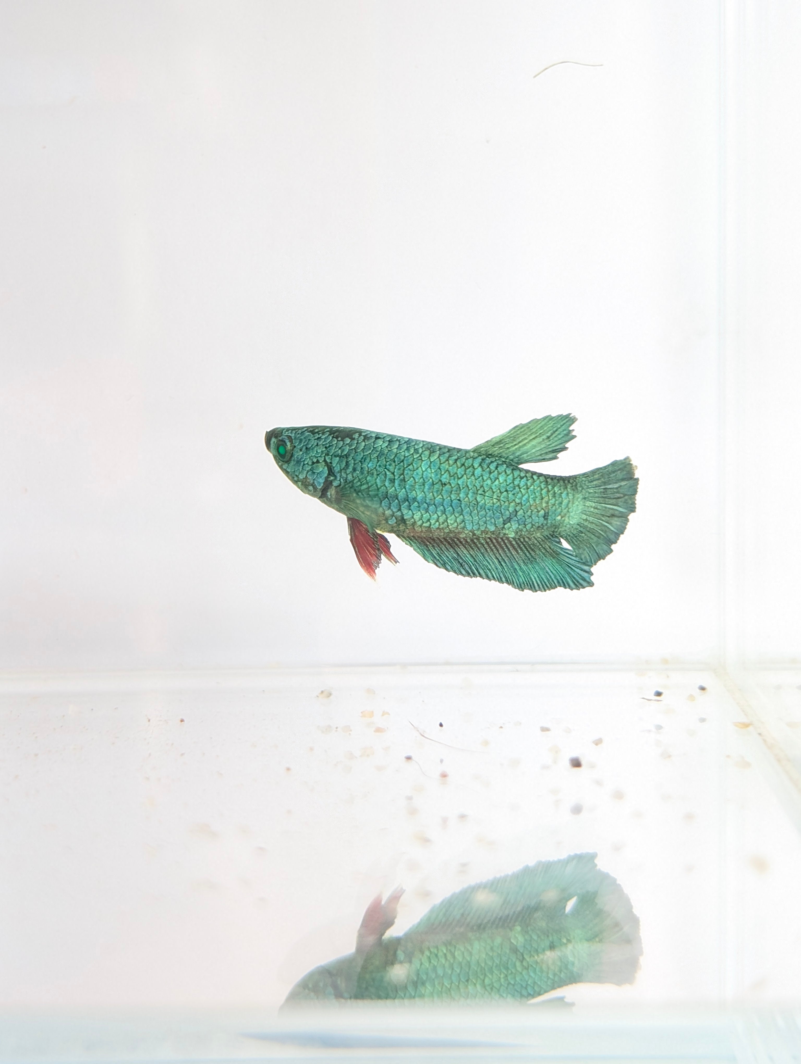 Plakat Green/ Blue Green Eyed Hulk Betta Female F0007