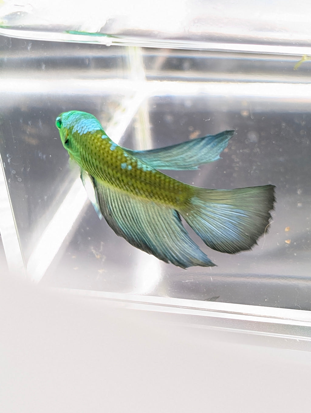 Halfmoon Green / Blue / Black Green Eyed Hulk Betta Male M0016