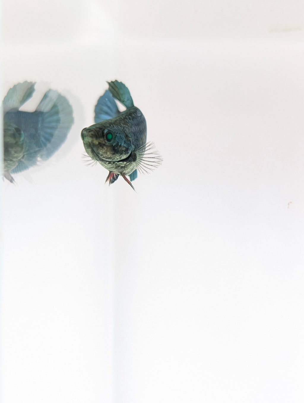 Plakat Green/ Blue / Red Green Eyed Hulk Betta Female F0006