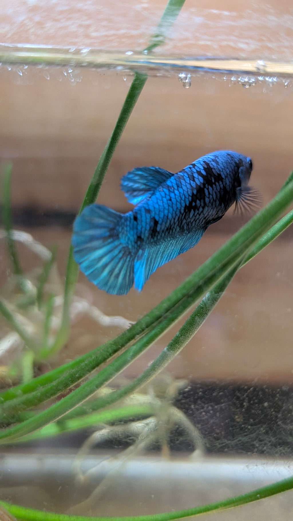 Female Halfmoon Plakat Avatar Betta F0015