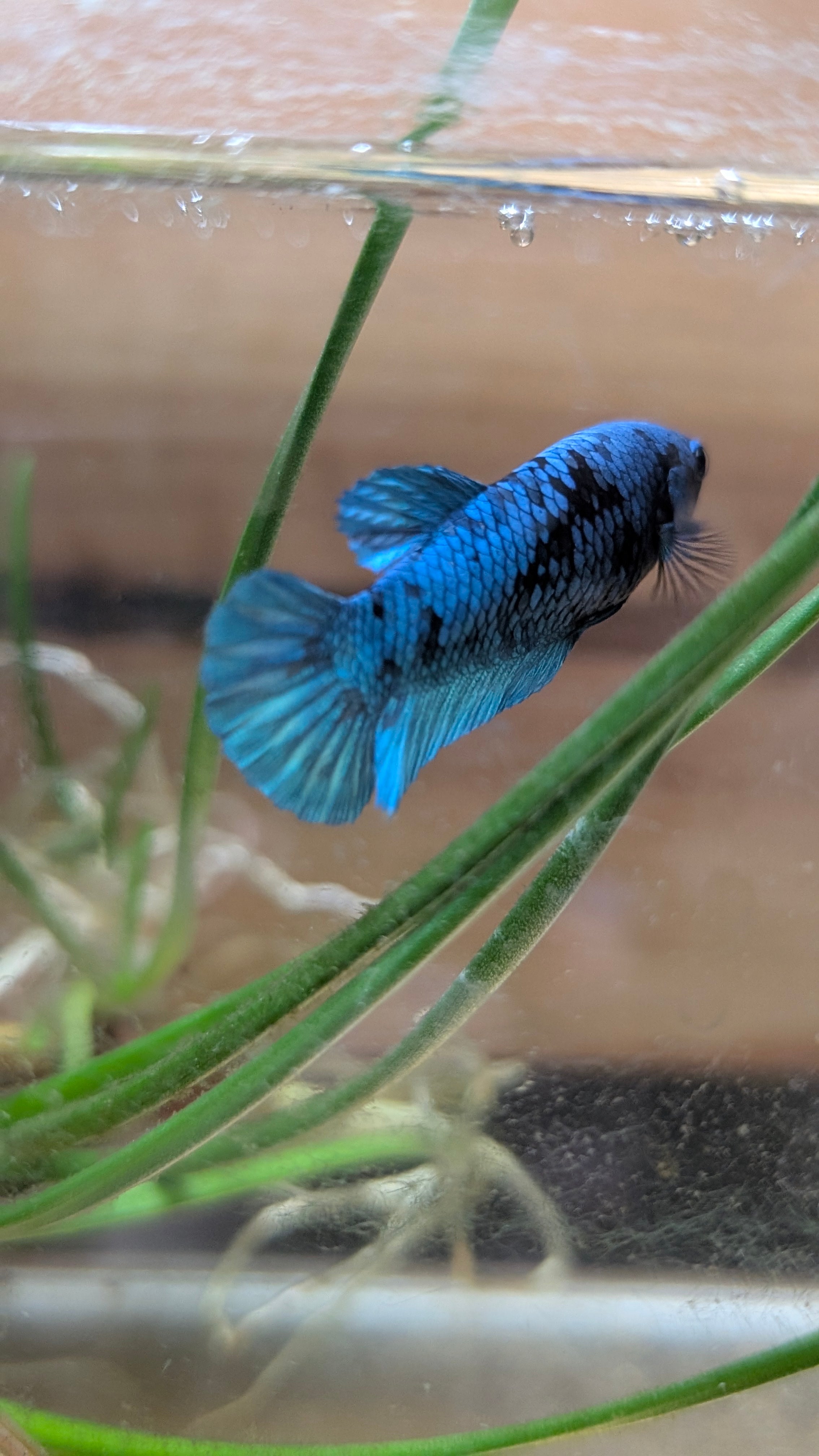 Female Halfmoon Plakat Avatar Betta F0015