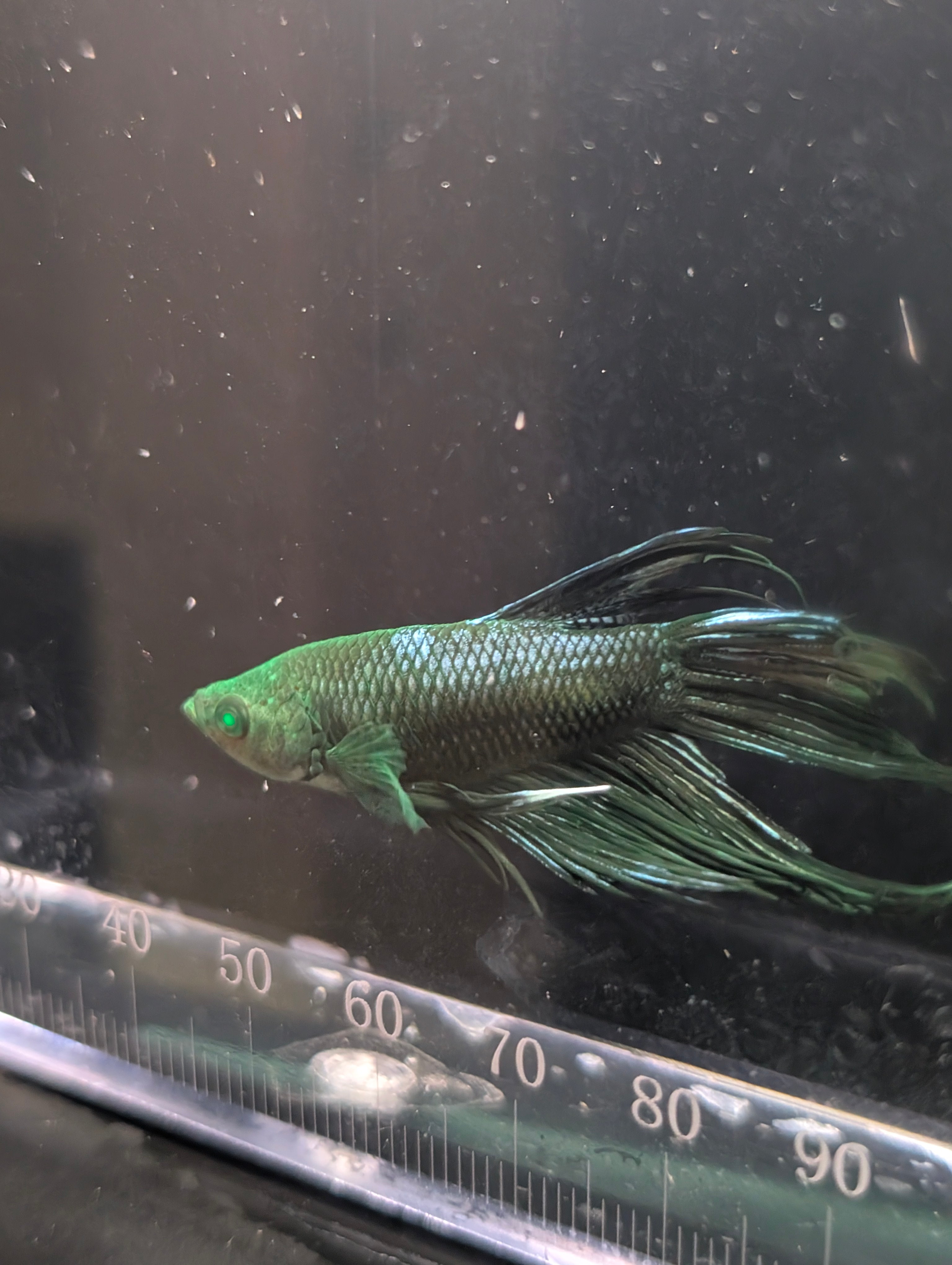 Crown Tail Green Hulk Betta Male M0005