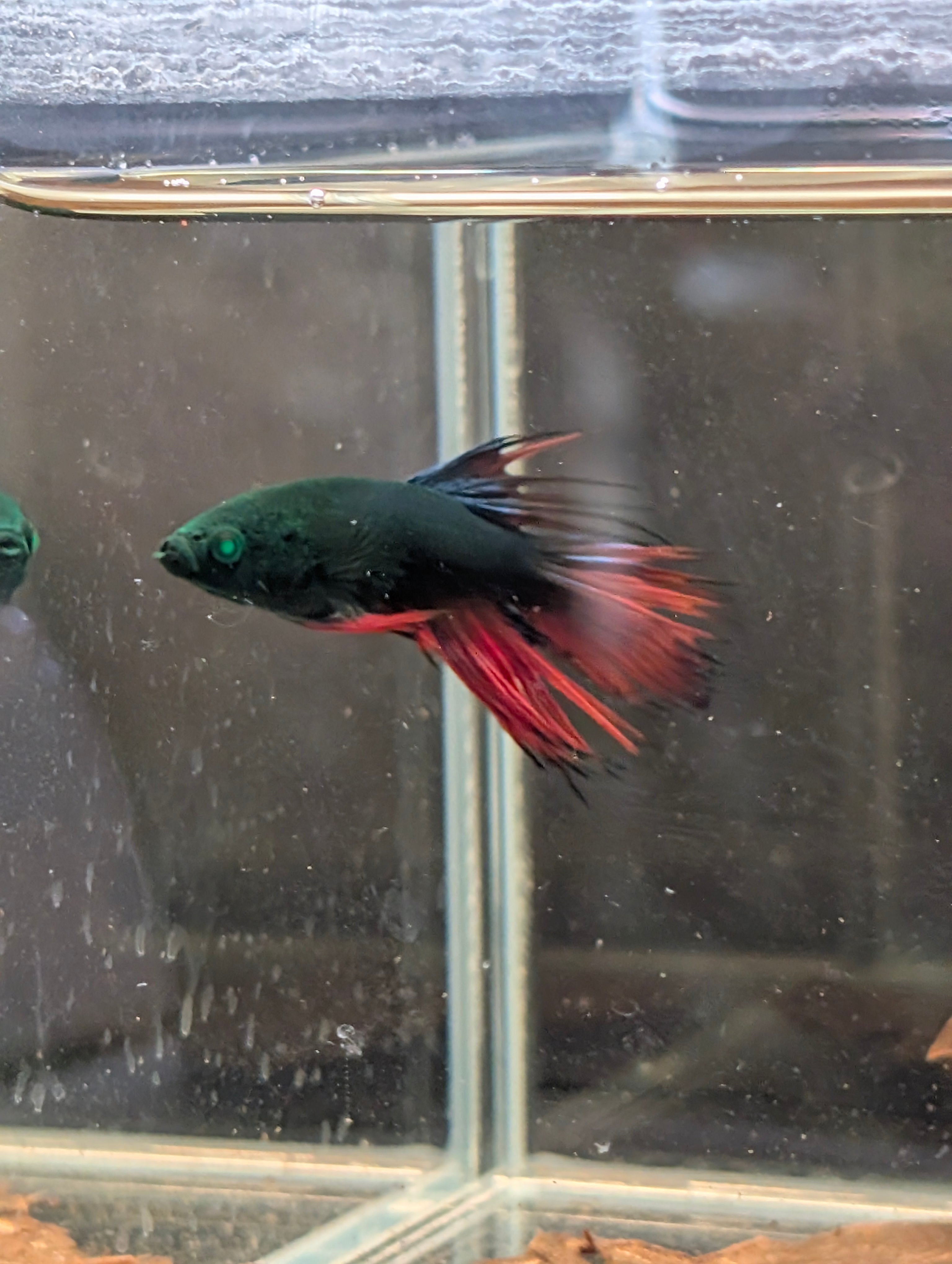 Crown Tail Red/Blue/Green Green Eyed Hulk Betta Male M0014