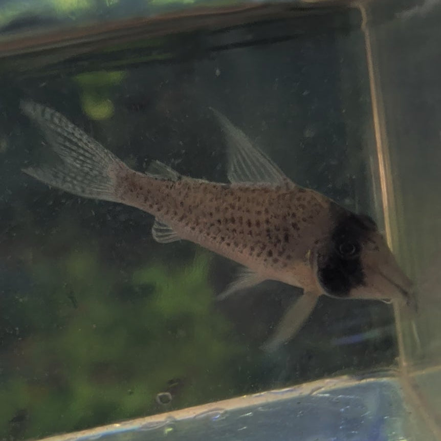Sychri Corydoras Brochis sp. Sychri