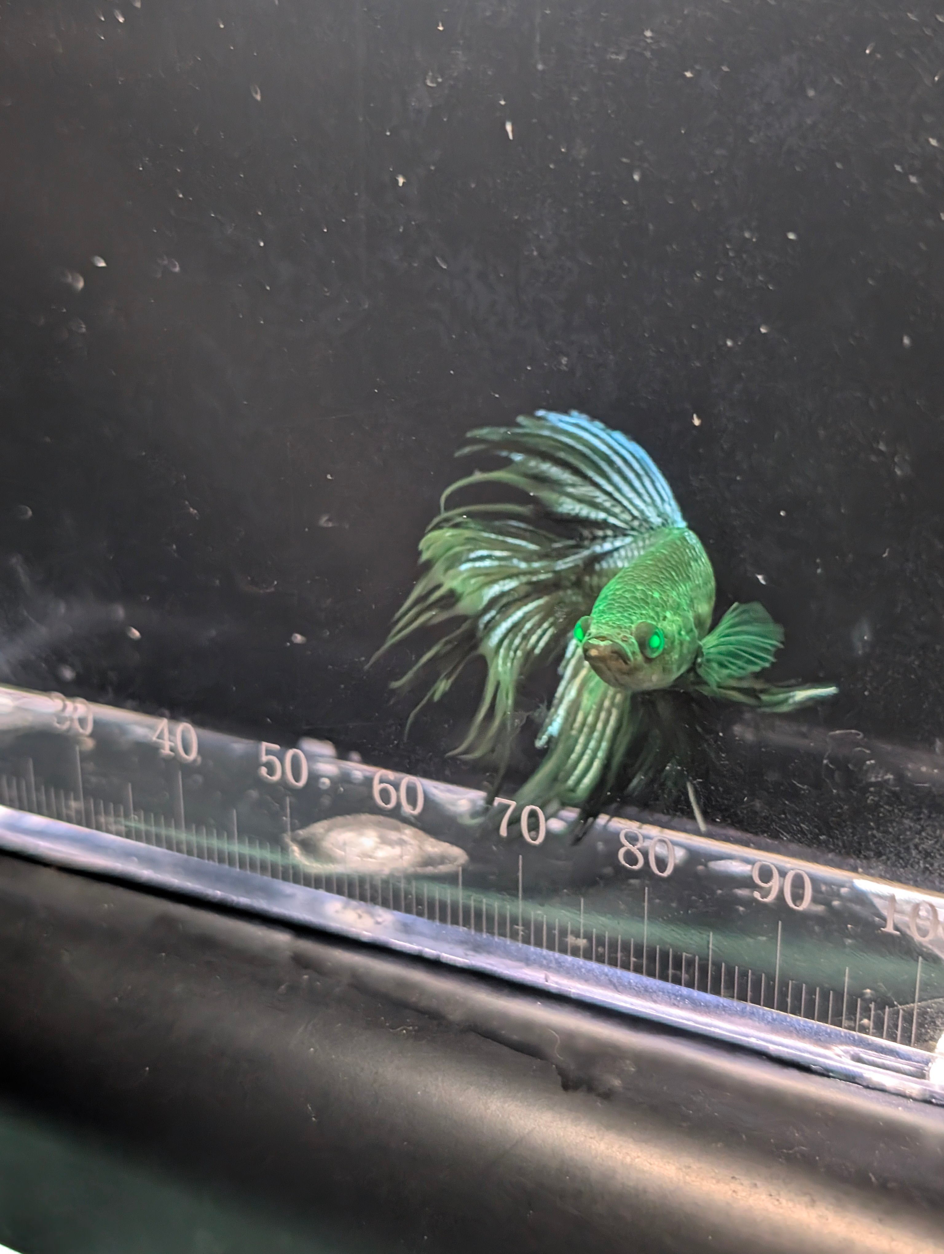 Crown Tail Green Hulk Betta Male M0005