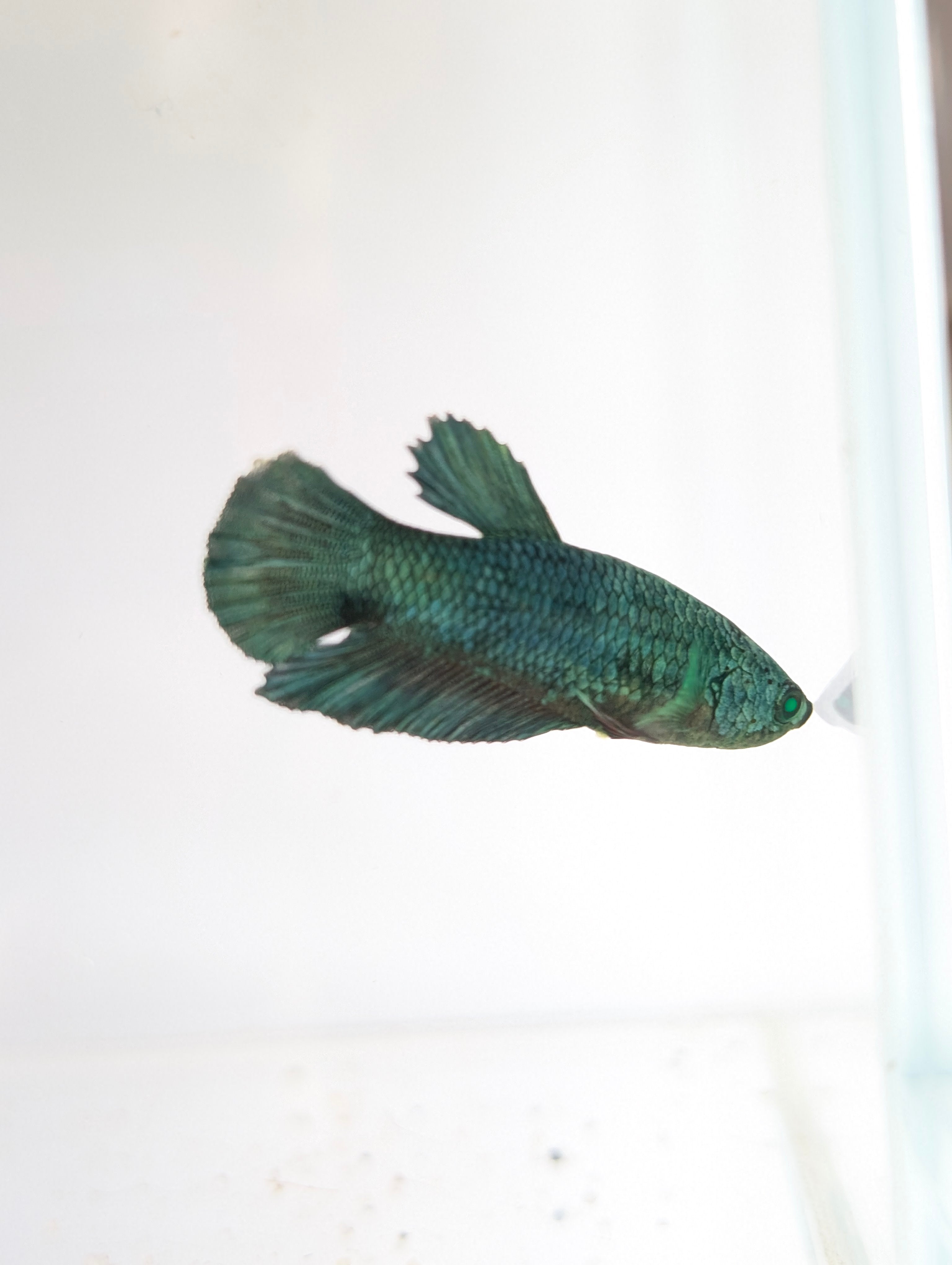 Plakat Green/ Blue Green Eyed Hulk Betta Female F0007