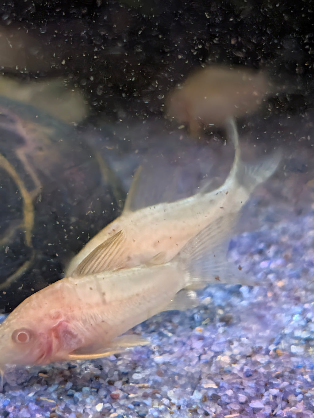 Albino Sterbai Corydoras