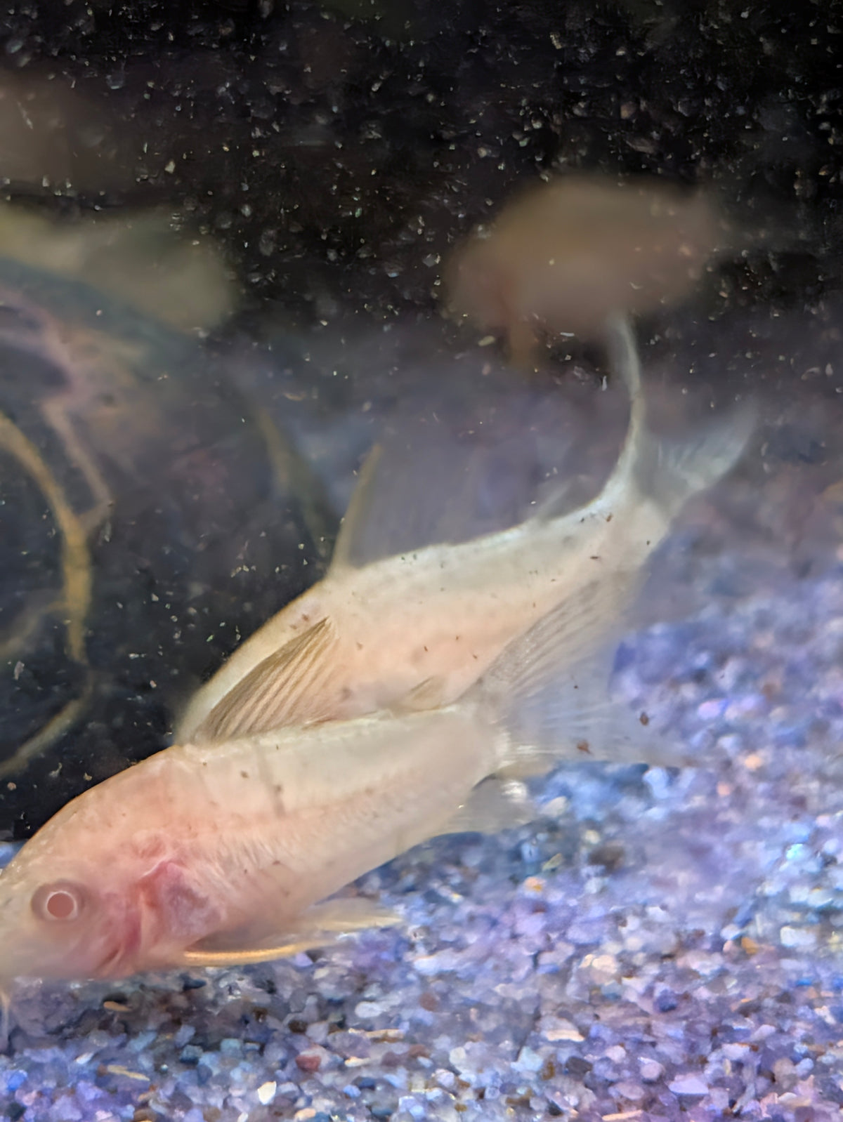Albino Sterbai Corydoras