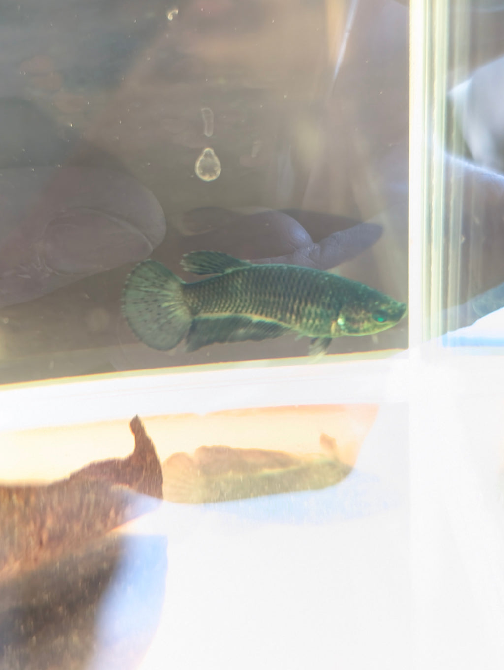 Plakat Green Green Eyed Hulk Betta Female F0005