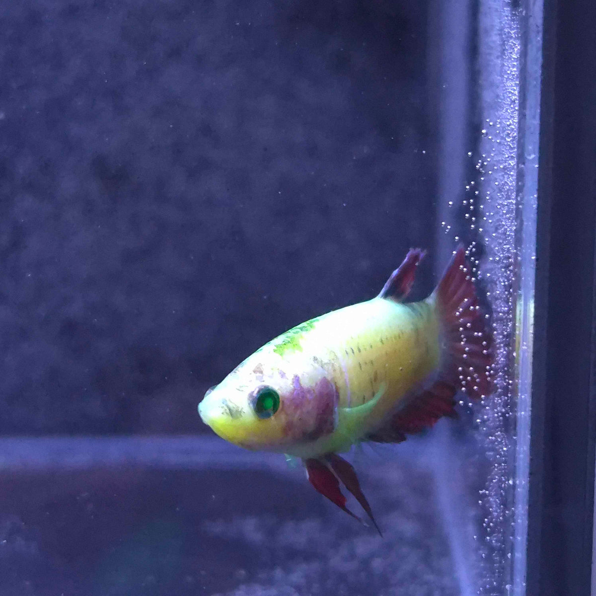 Yellow Red Plakat Green Eyed Hulk Betta Female F0019