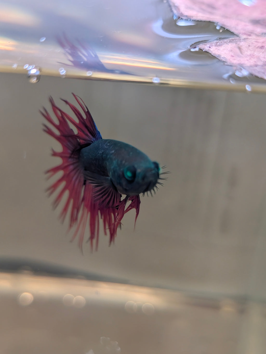 Crown Tail Green Hulk Betta Male M0008