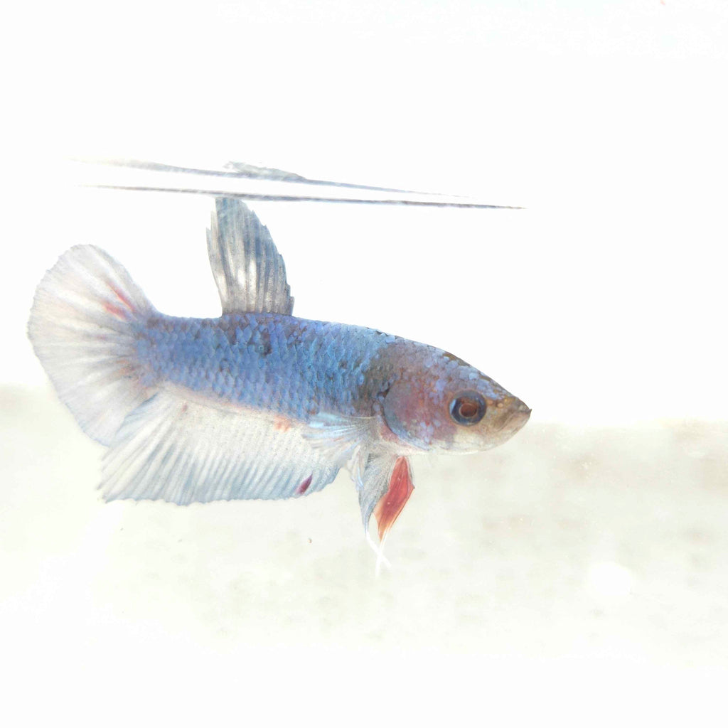 HMP Betta Male M0025