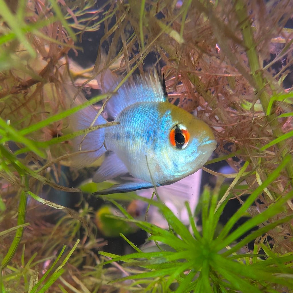 Electric Blue Ram