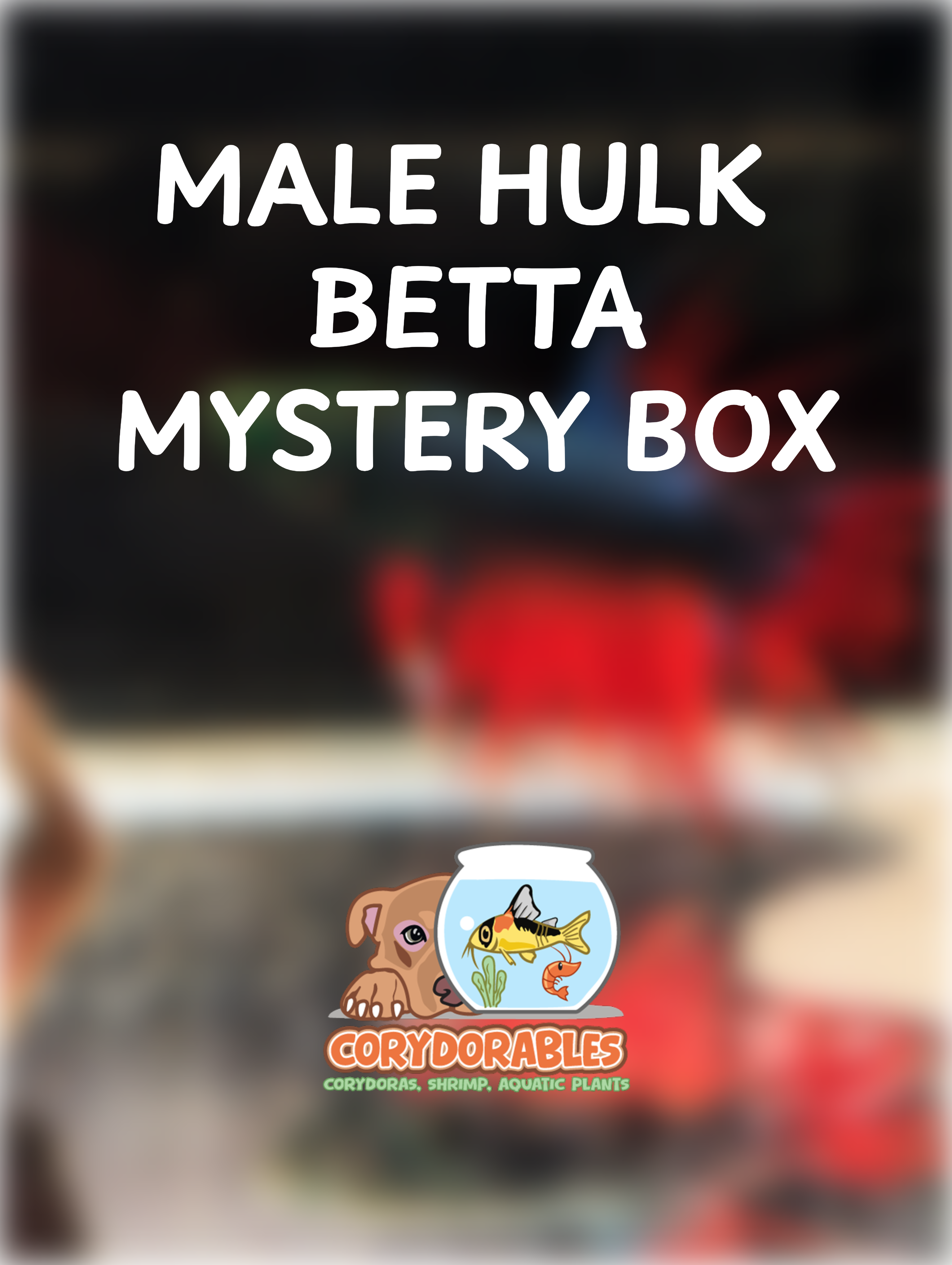 Male Hulk Betta Mystery Box