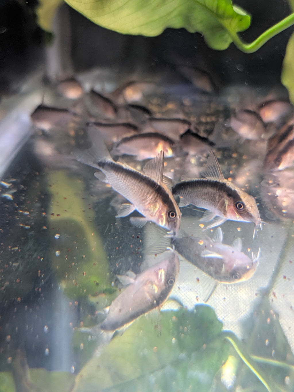 C020 Skunk Corydoras Arcuatus
