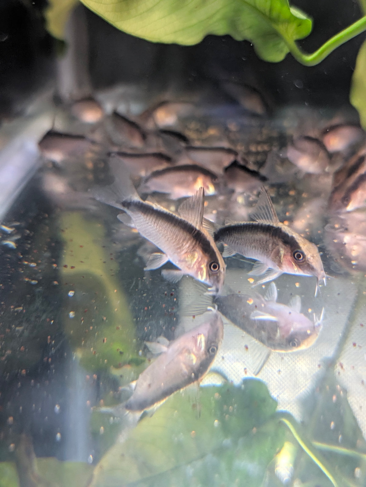 C020 Skunk Corydoras Arcuatus