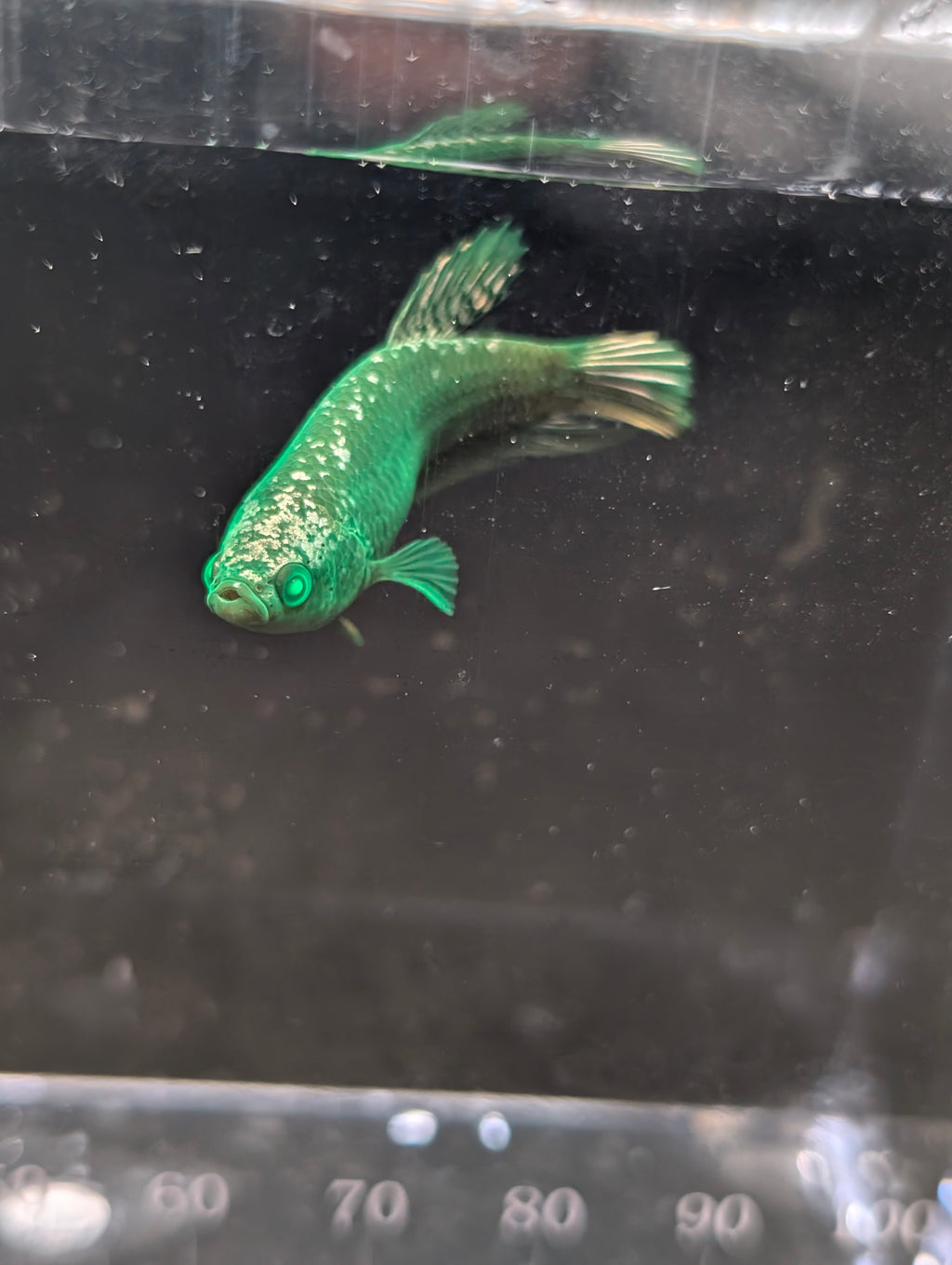 Plakat Avatar Green Hulk Betta Female F0002