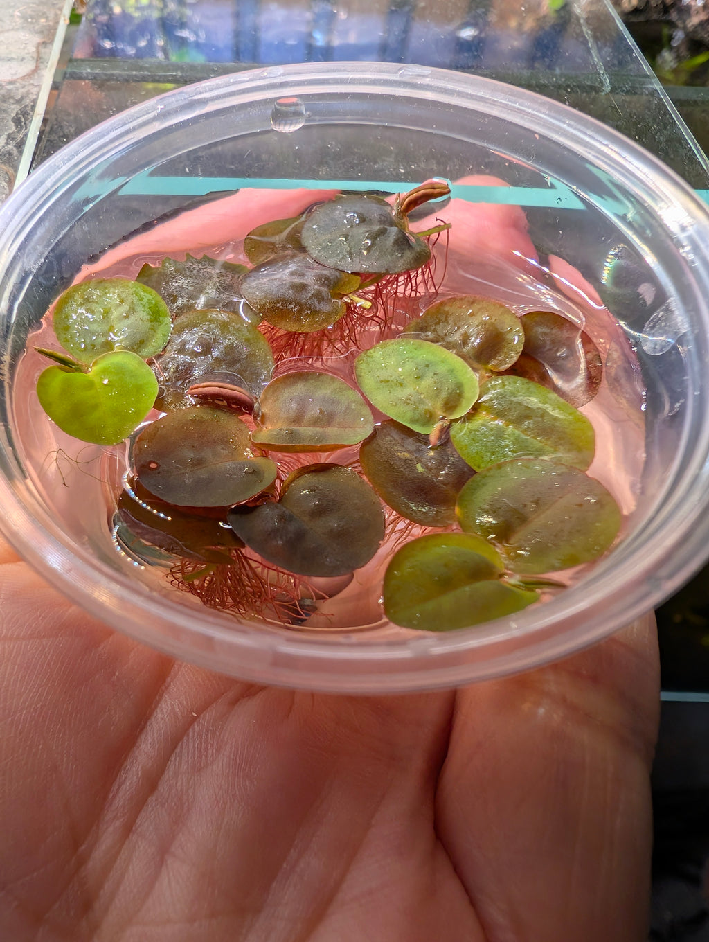 Red Root Floaters