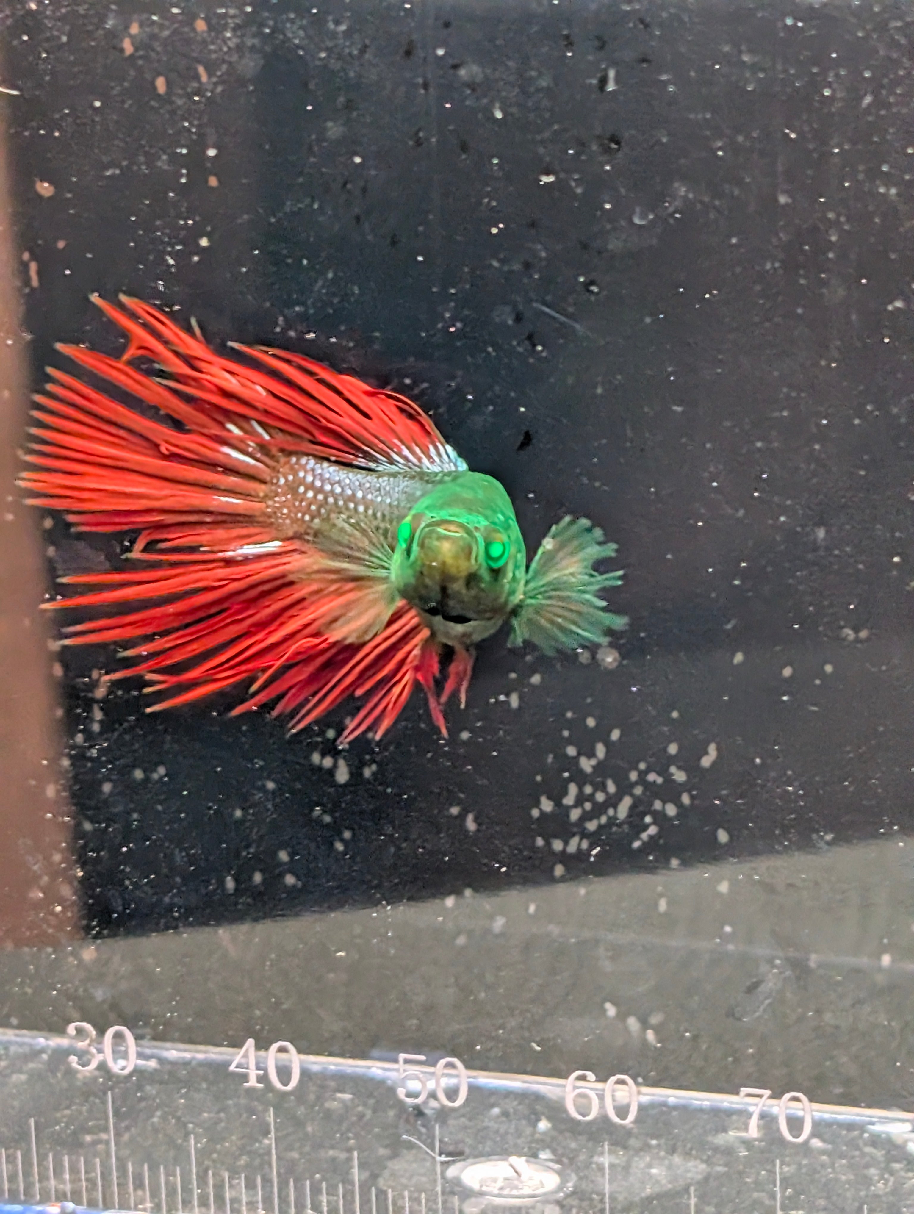 Crown Tail Green Hulk Betta Male M0009