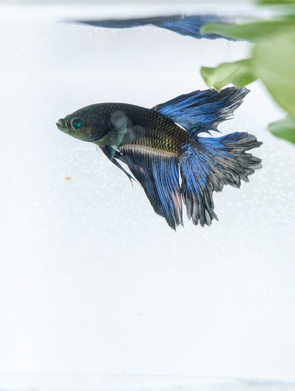 Halfmoon Green / Blue / Black Green Eyed Hulk Betta Male M0017