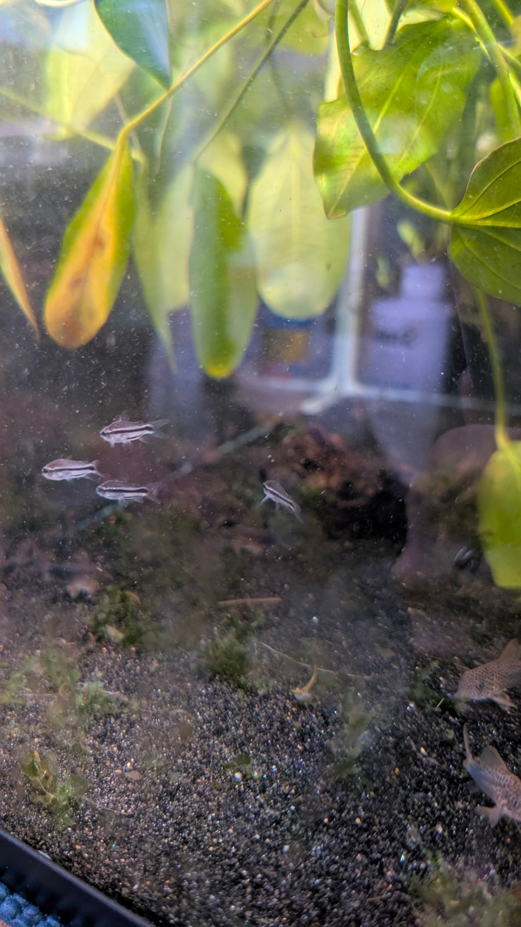 Pygmy Corydoras (Gastrodermus Pygmaeus)