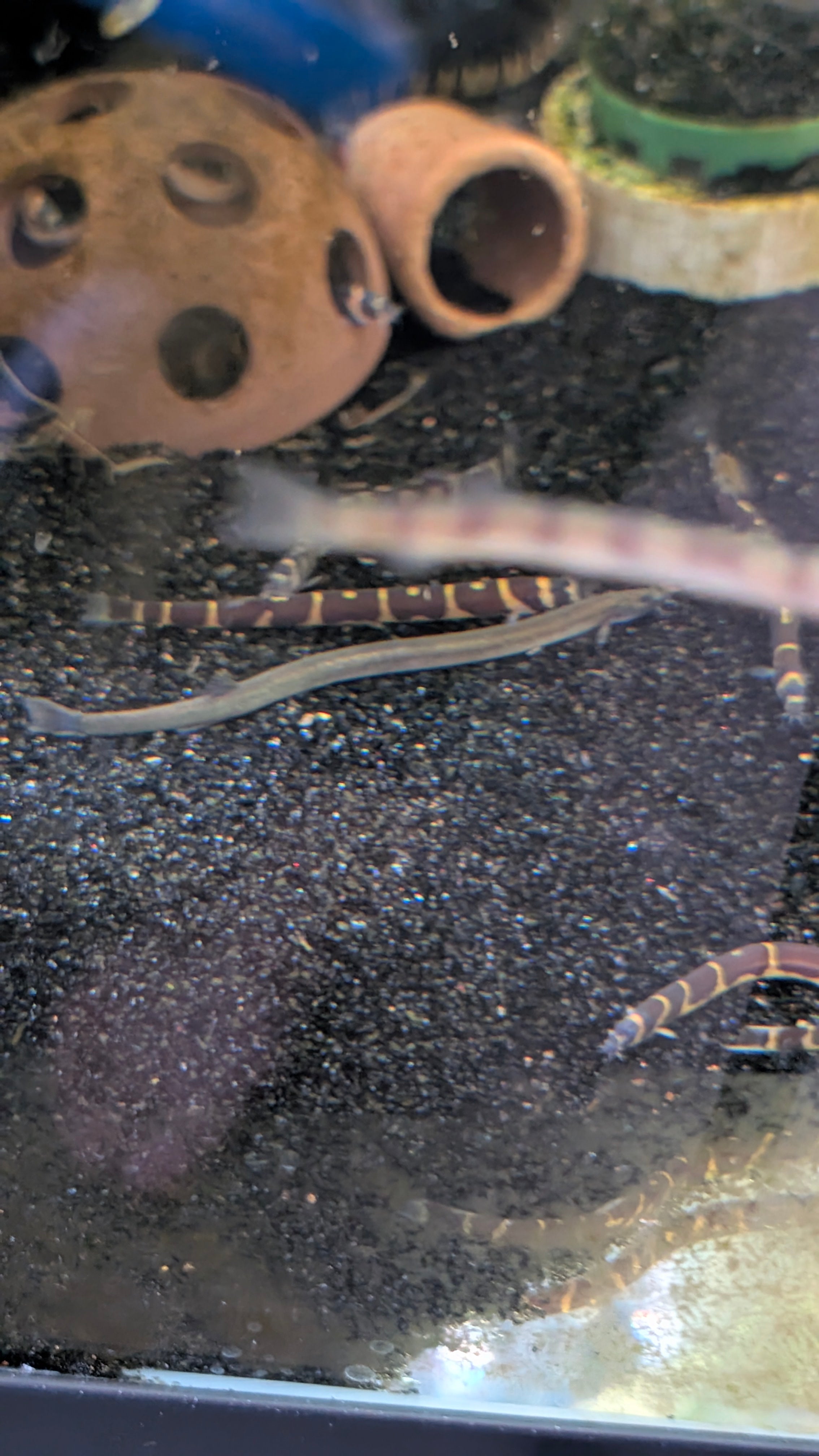 Giant Kuhli Loach